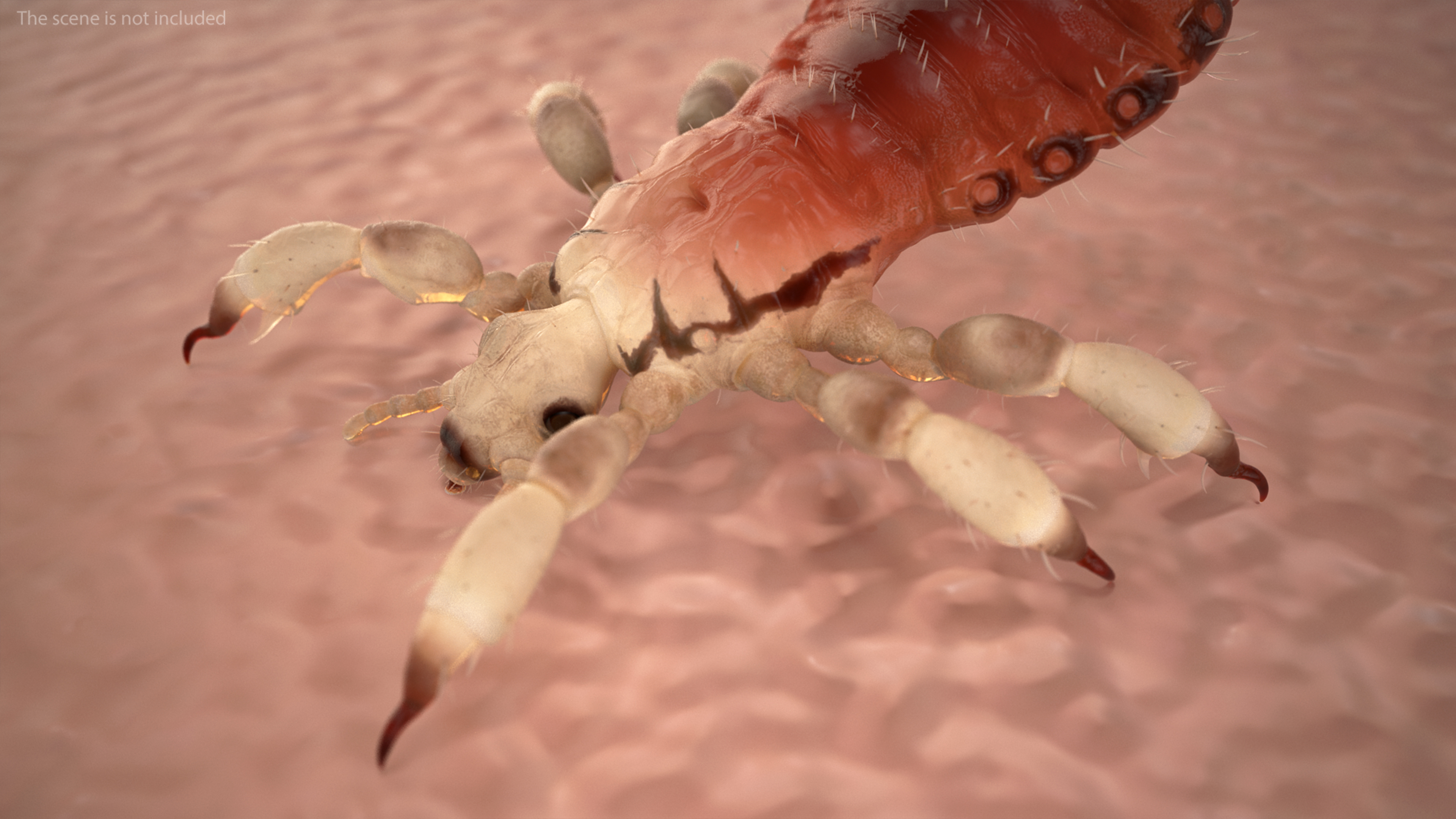 Louse with Blood Eating Pose SSS 3D