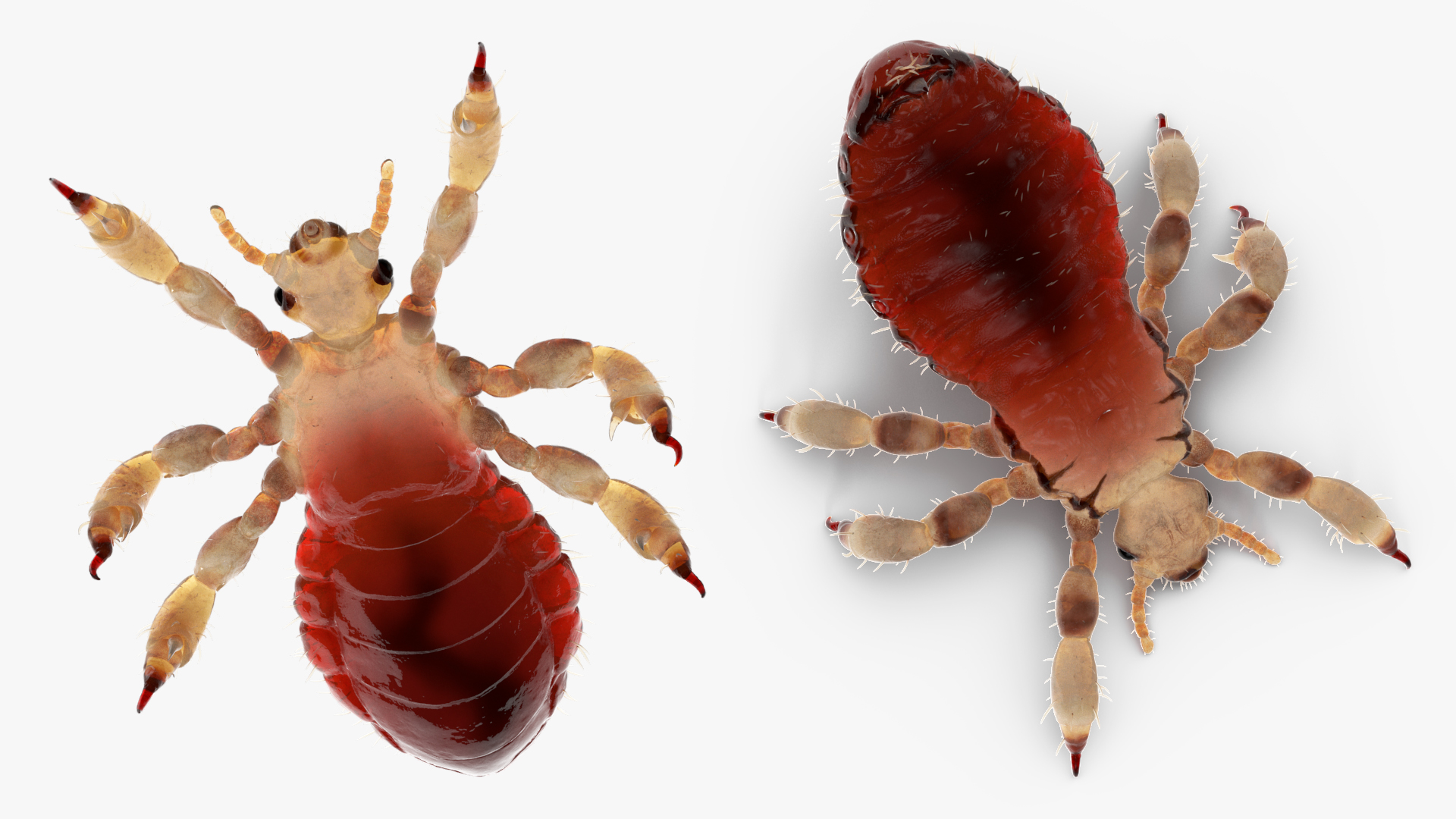 Louse with Blood Eating Pose SSS 3D
