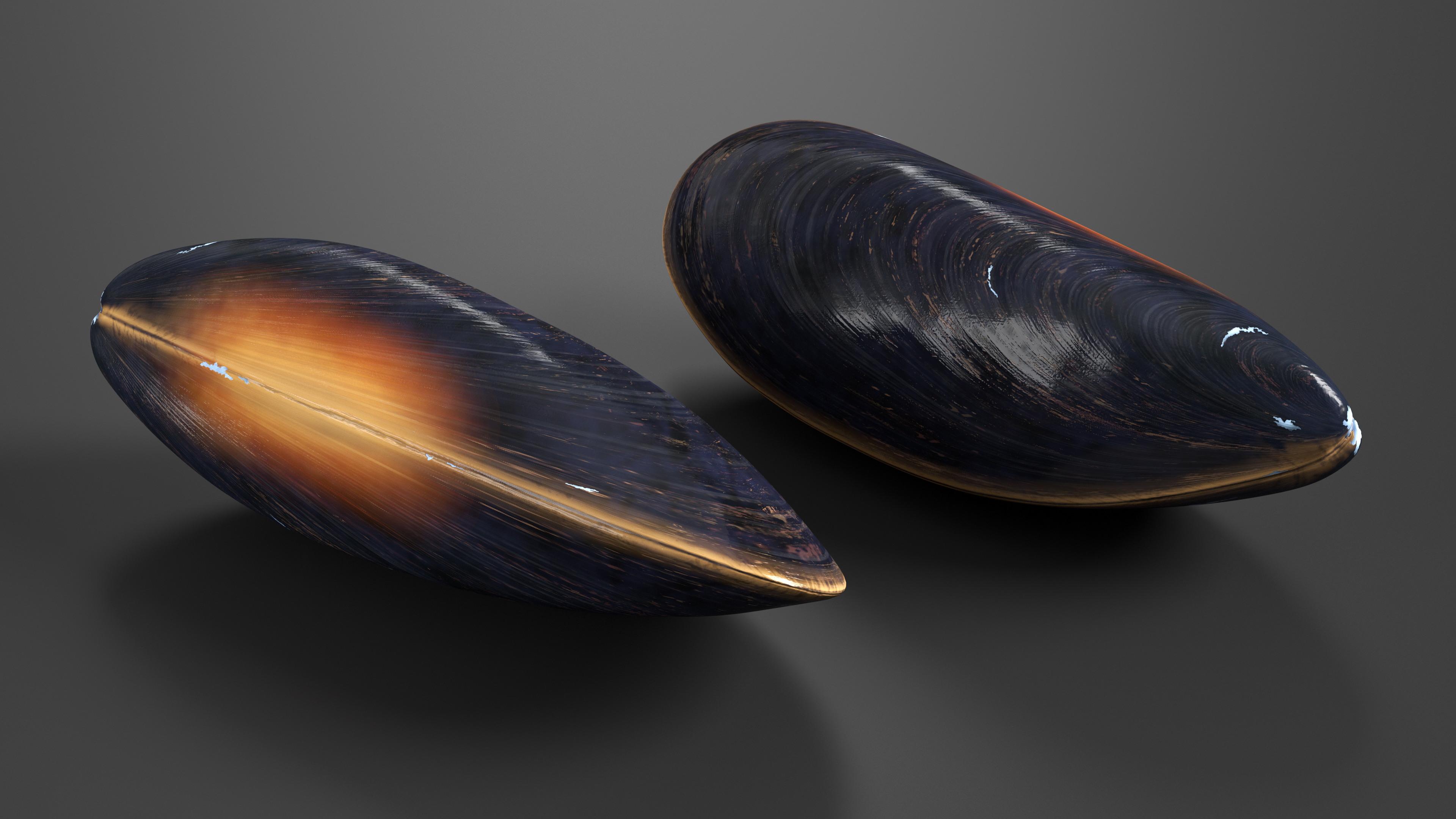 3D model Realistic Clam Shell