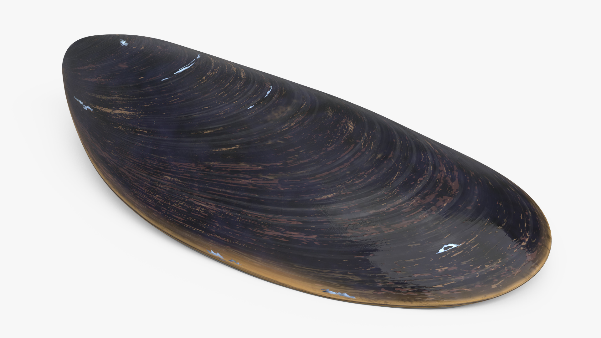 3D model Realistic Clam Shell