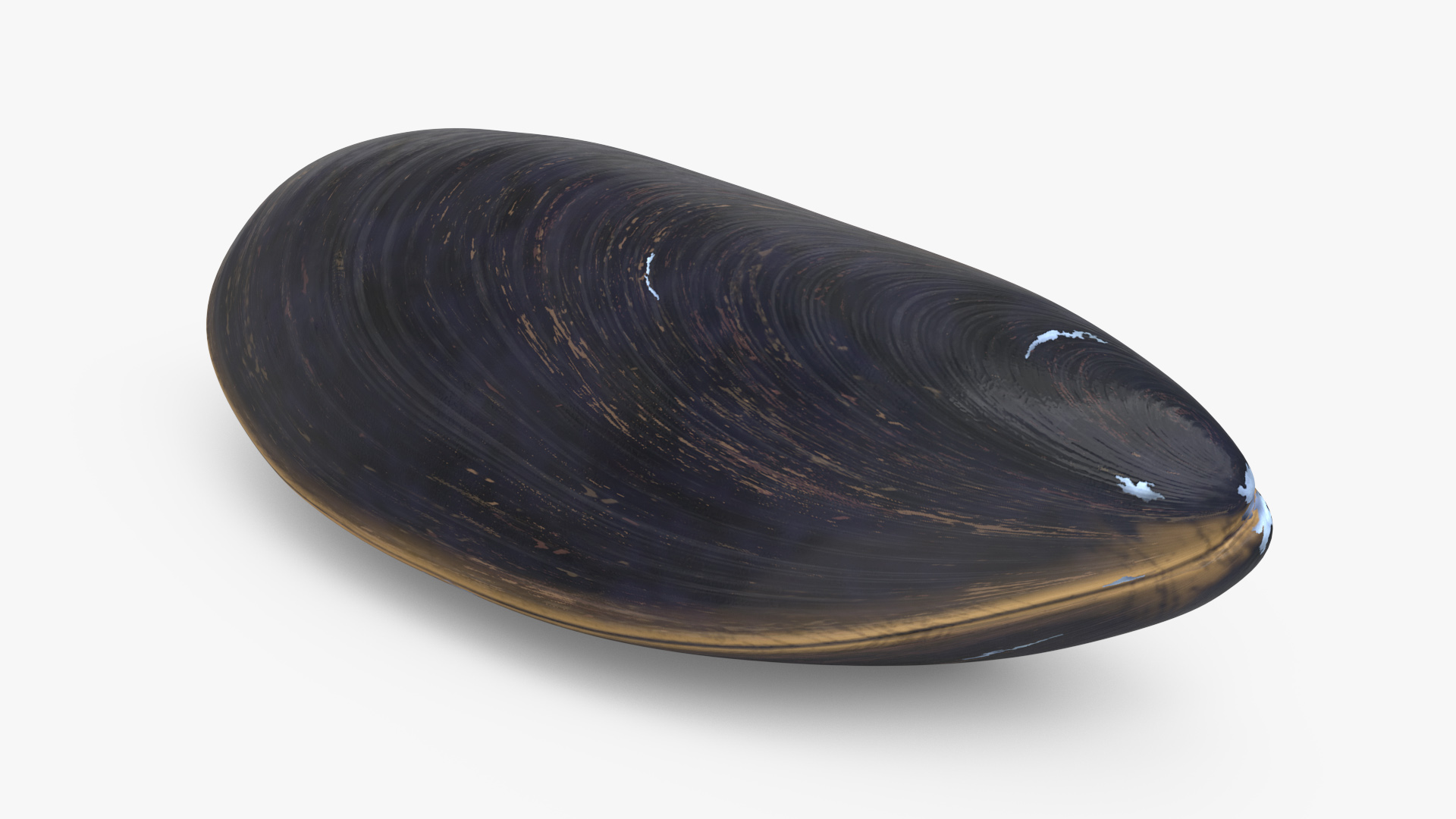 3D model Realistic Clam Shell