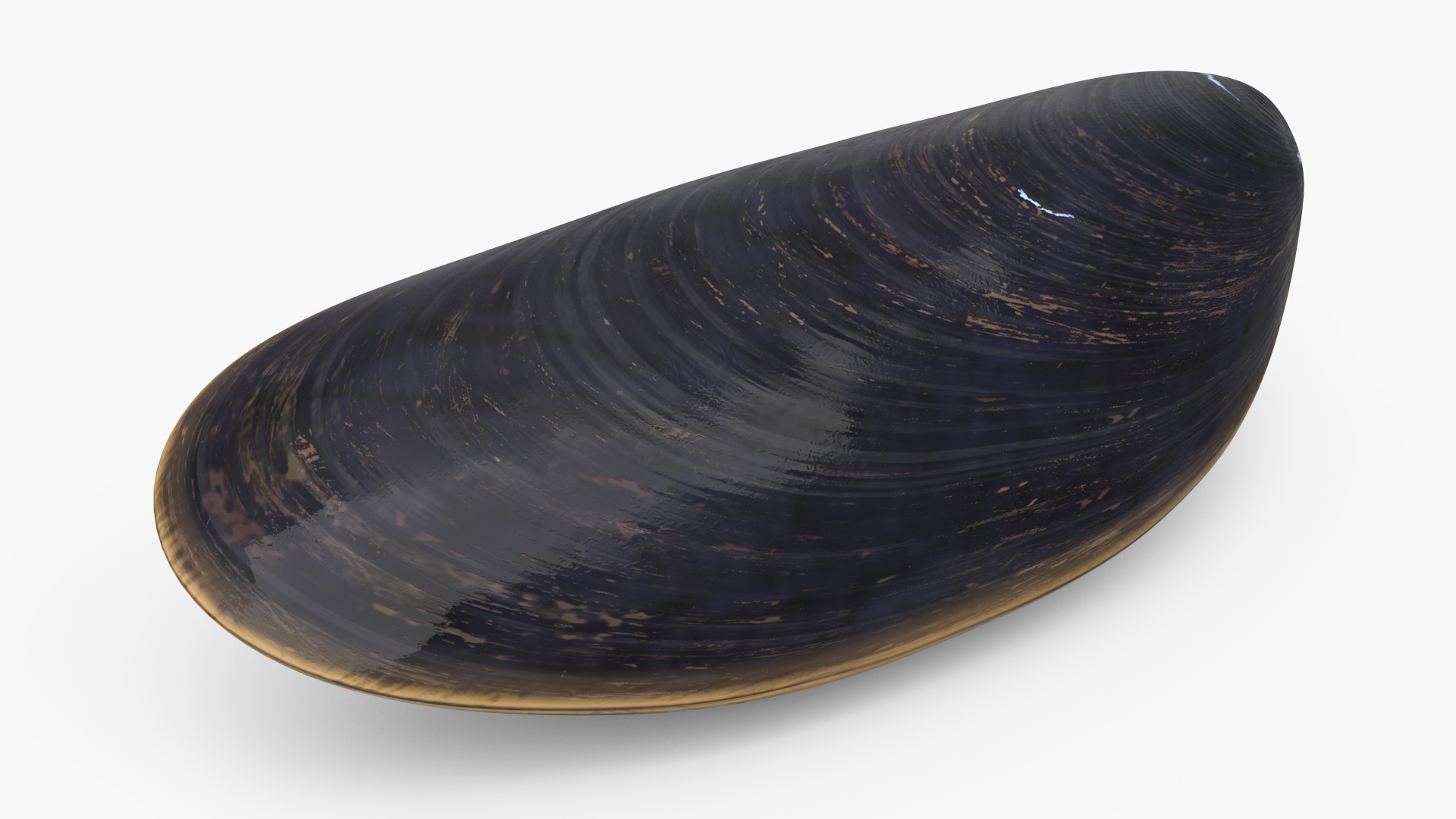 3D model Realistic Clam Shell