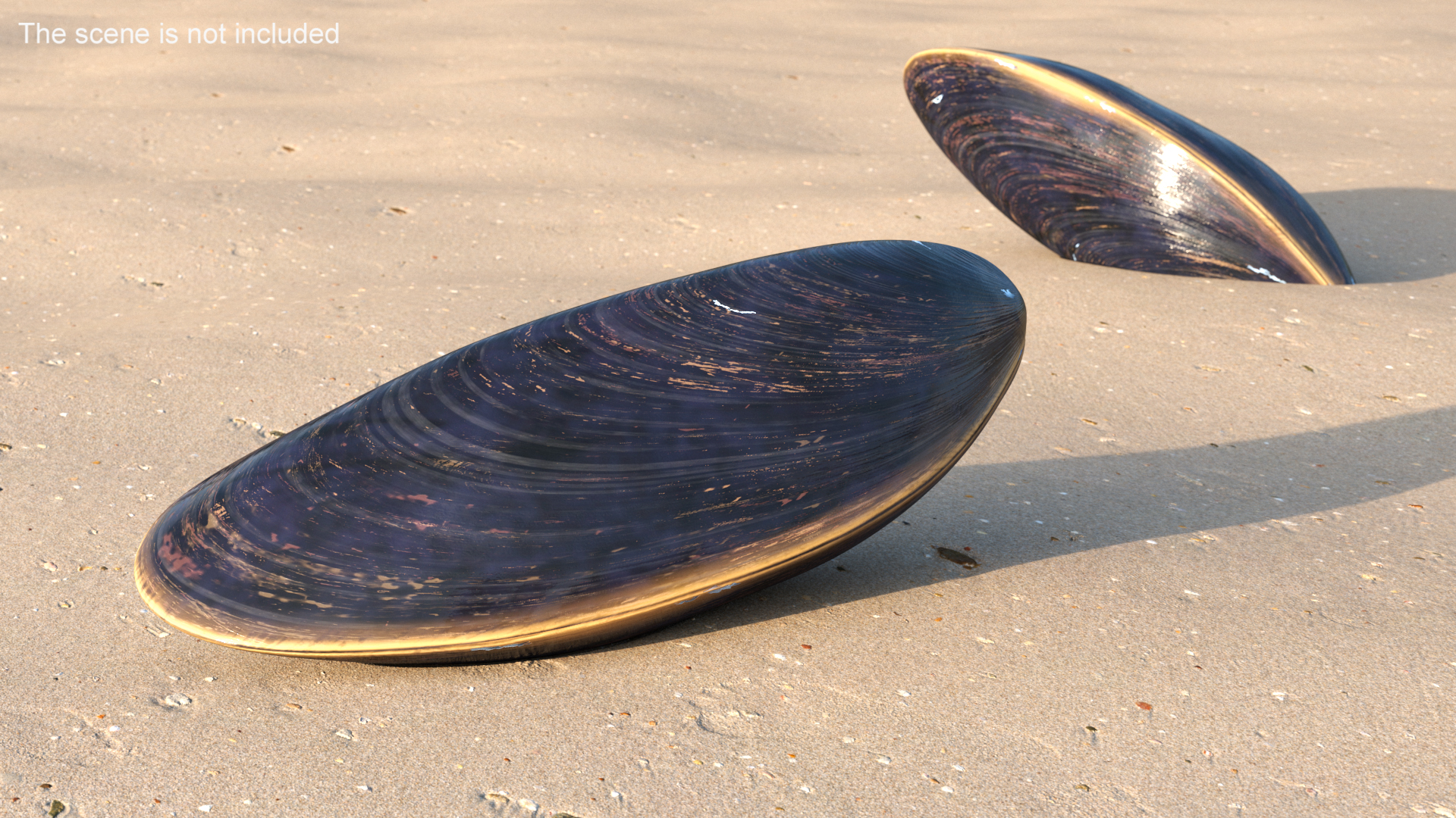 3D model Realistic Clam Shell