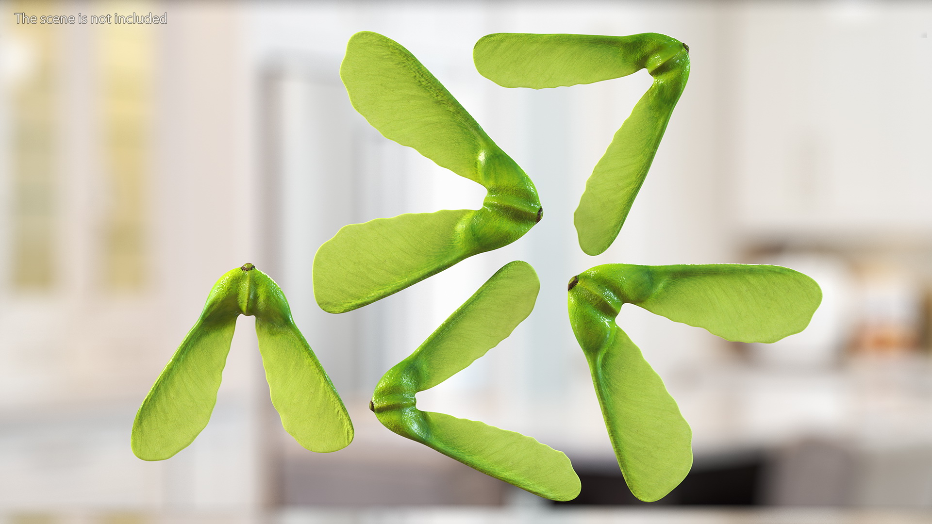 Green Maple Seeds 3D