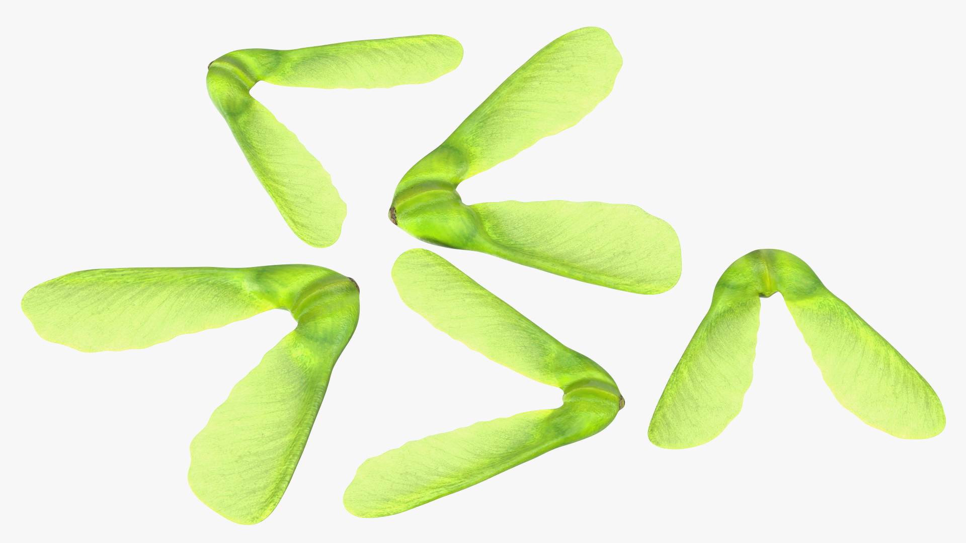 Green Maple Seeds 3D