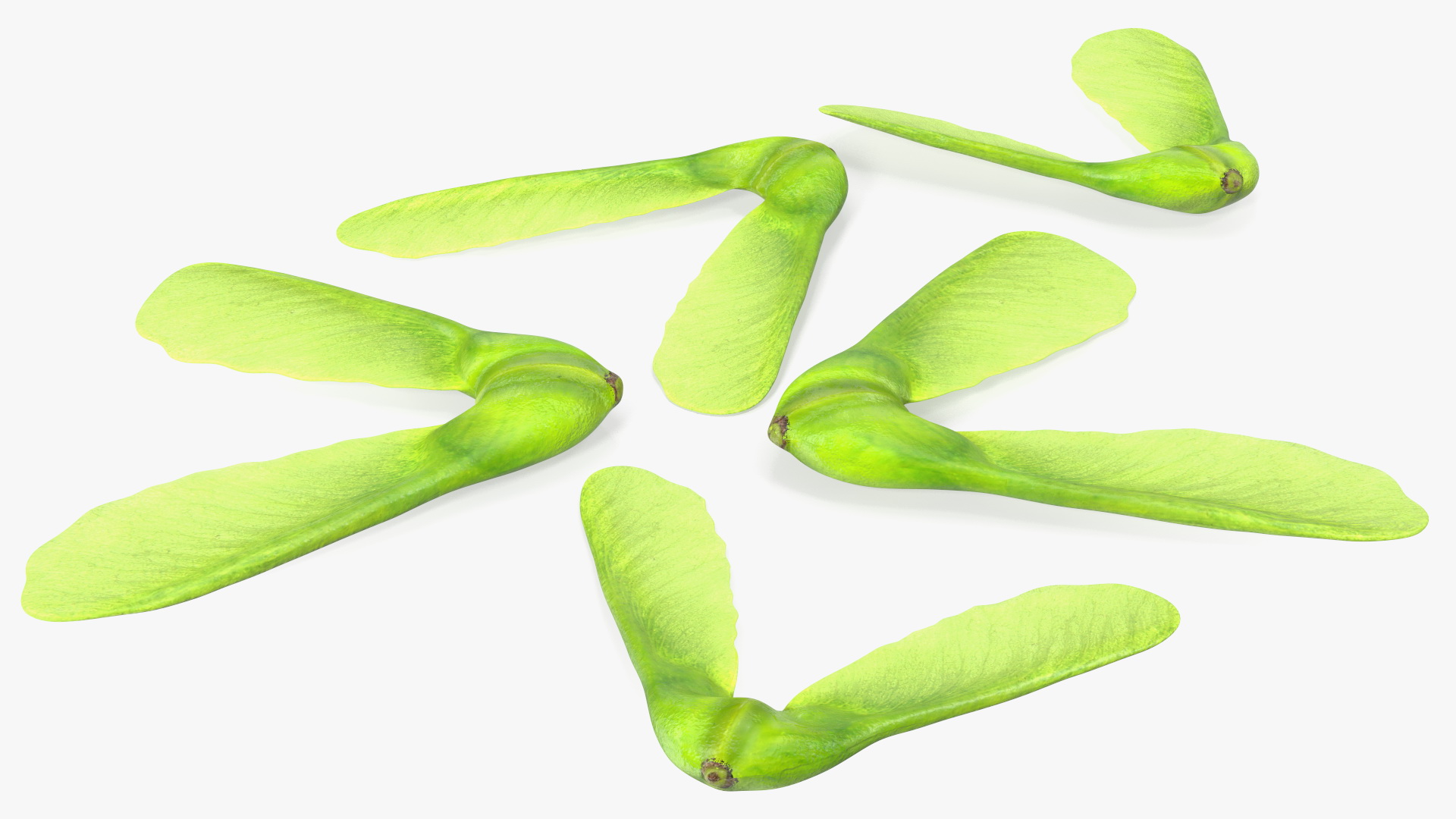 Green Maple Seeds 3D
