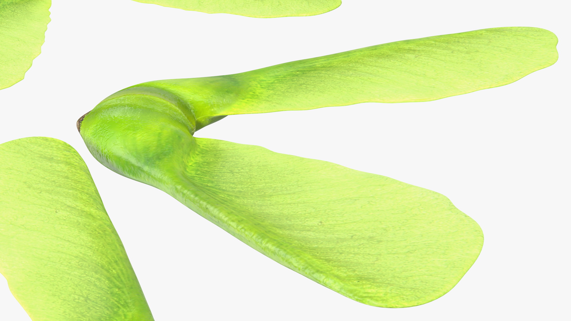 Green Maple Seeds 3D