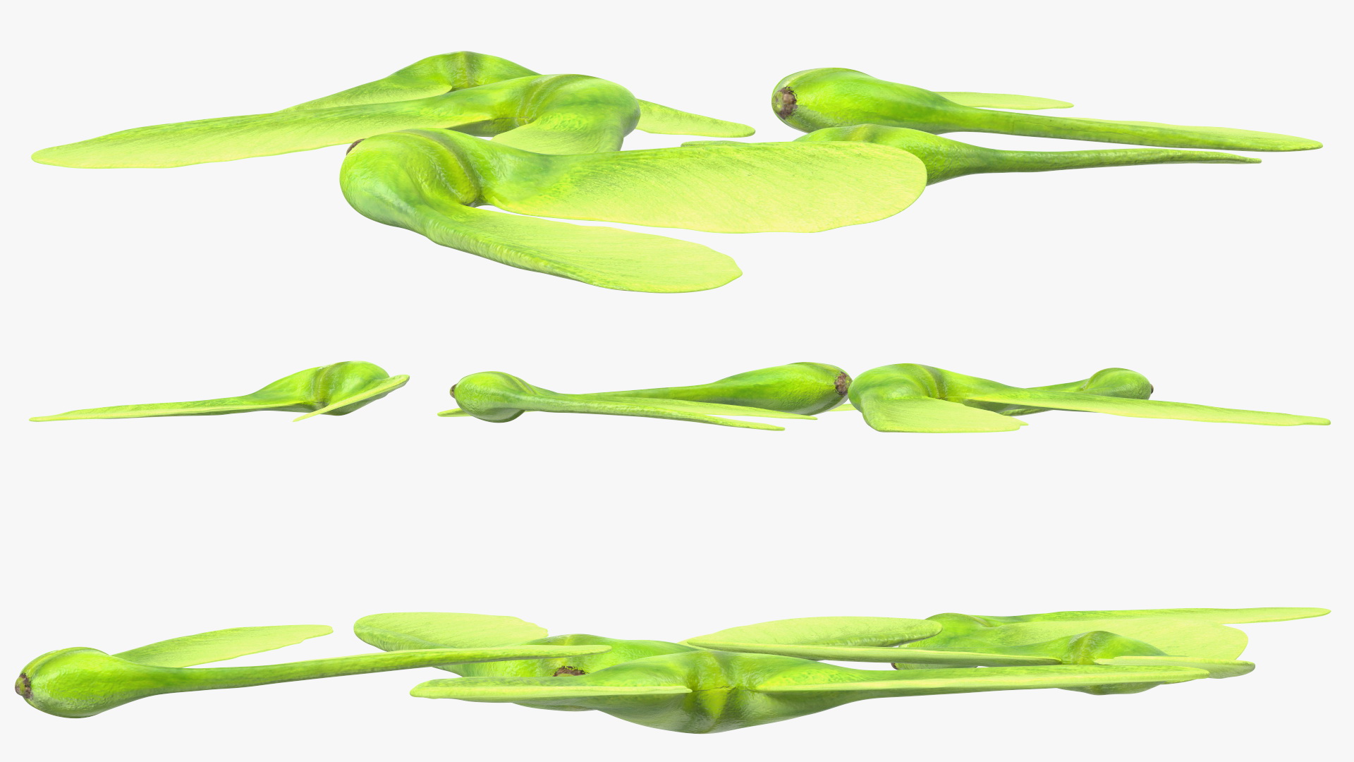 Green Maple Seeds 3D