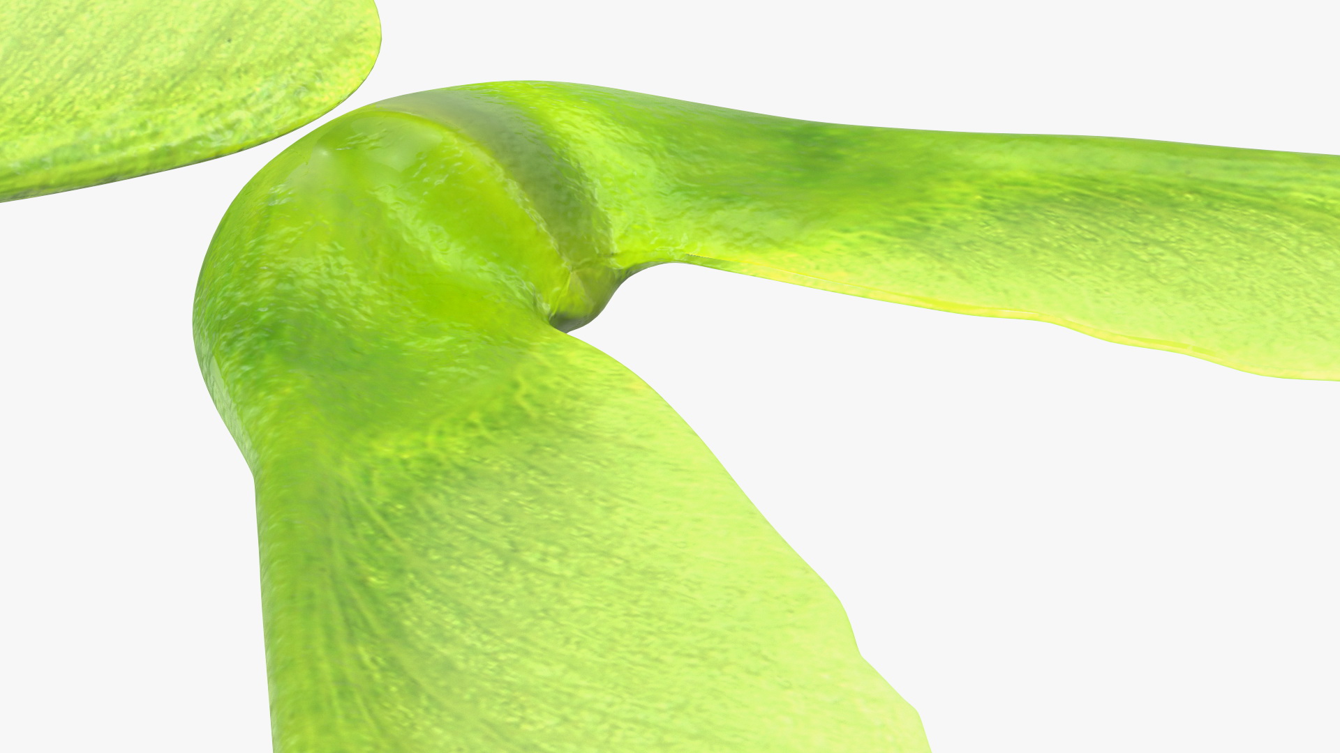 Green Maple Seeds 3D