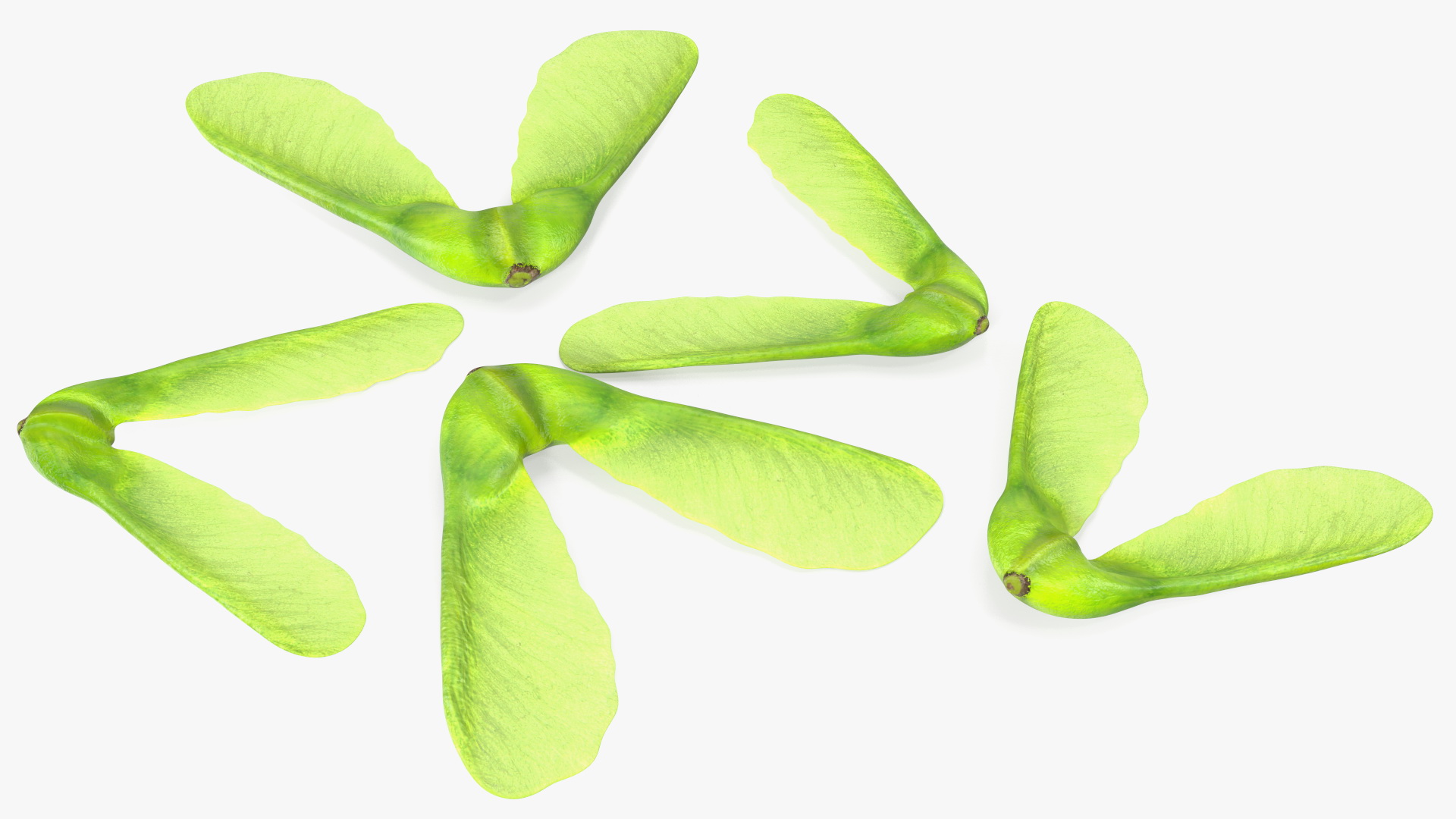 Green Maple Seeds 3D