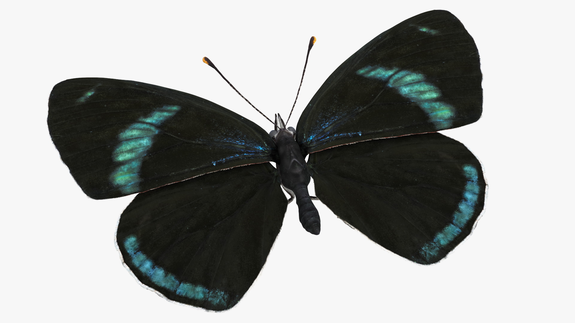 Diaethria Clymena Butterfly 3D