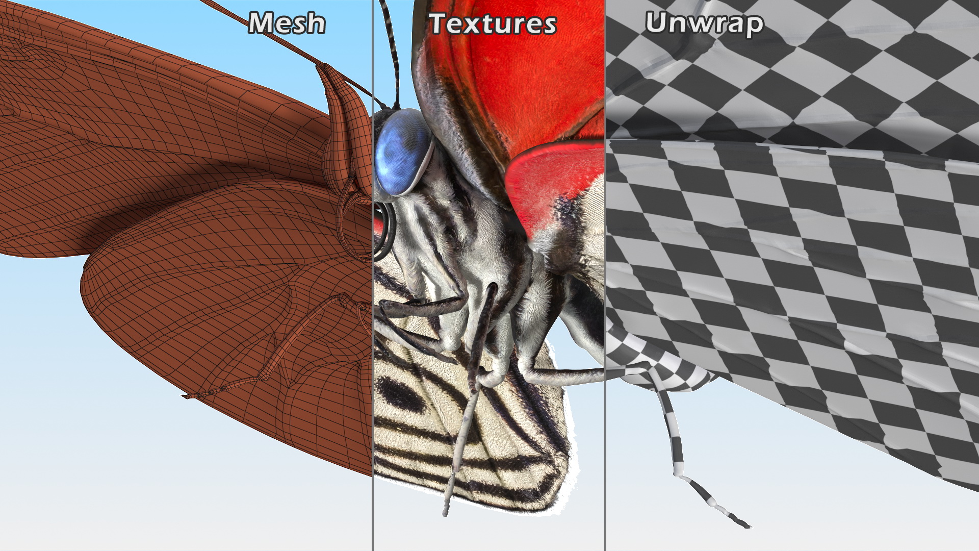 Diaethria Clymena Butterfly 3D