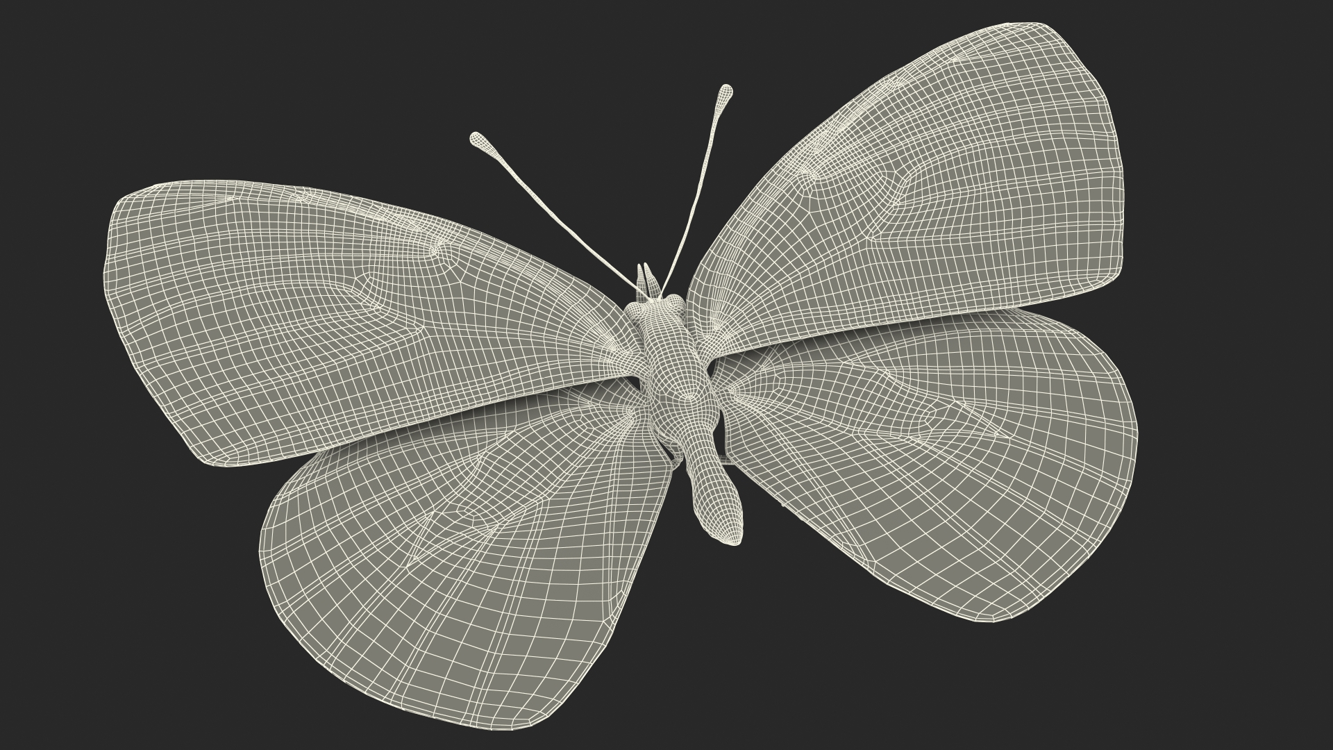 Diaethria Clymena Butterfly 3D