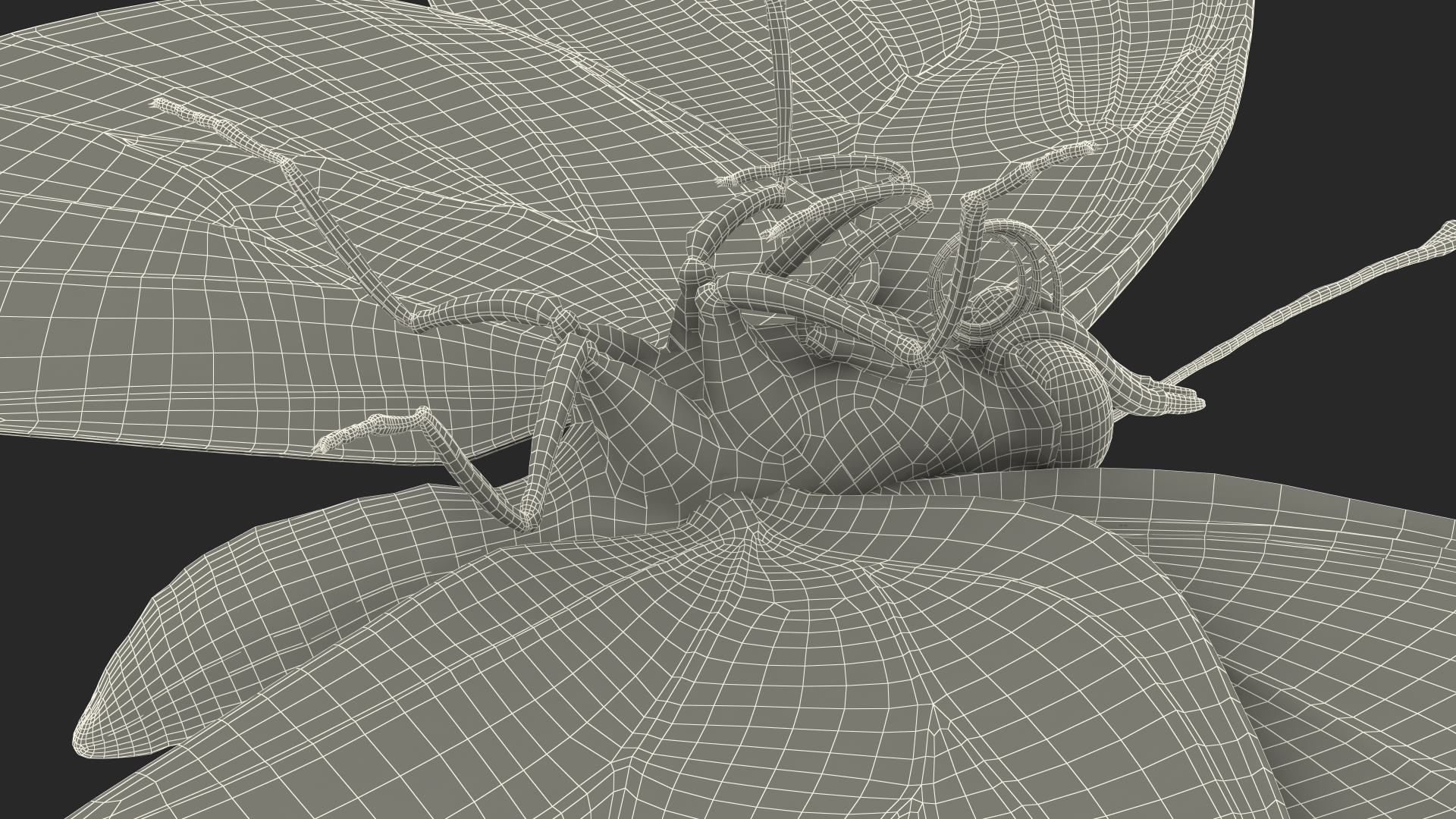 Diaethria Clymena Butterfly 3D