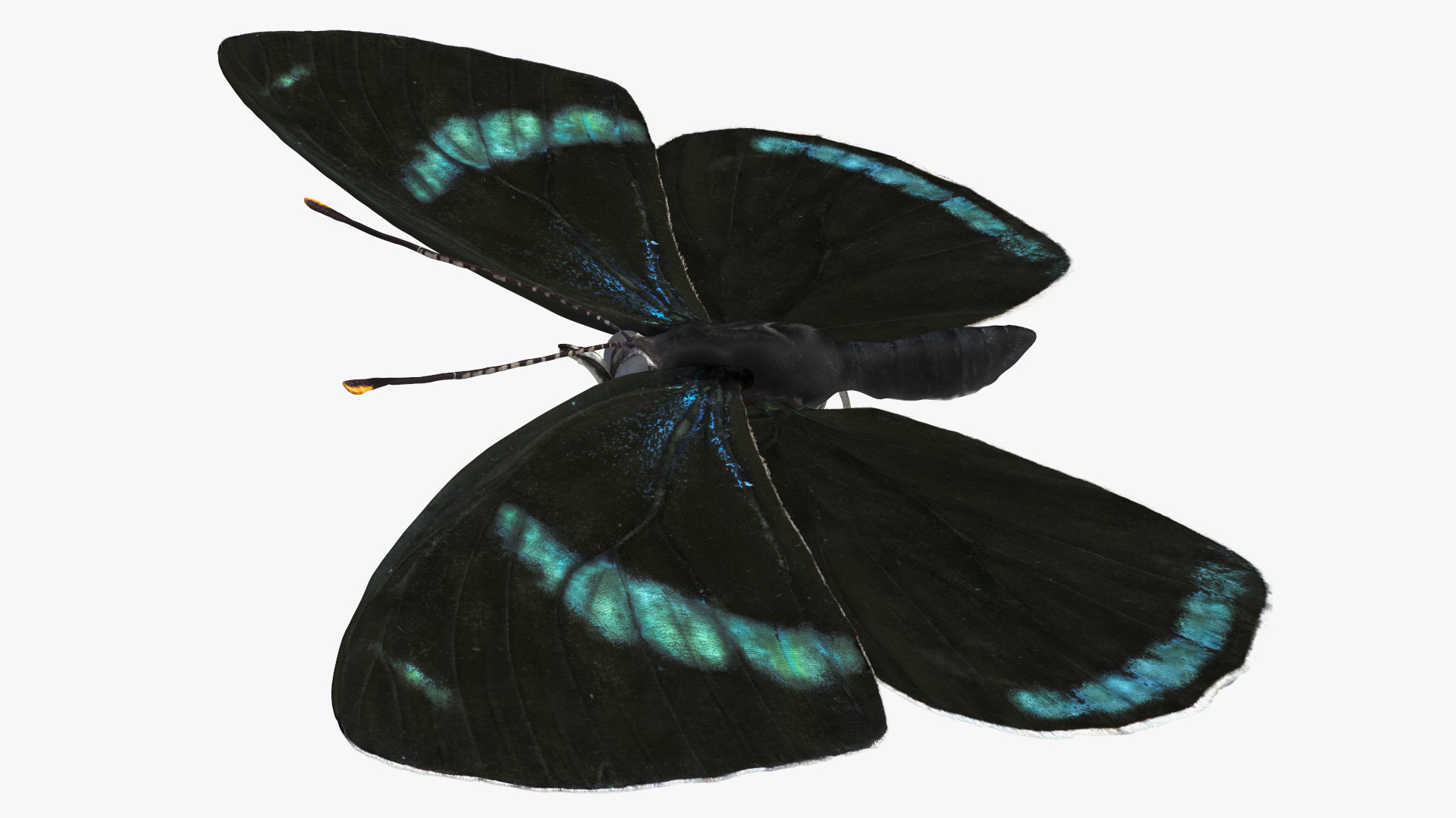 Diaethria Clymena Butterfly 3D