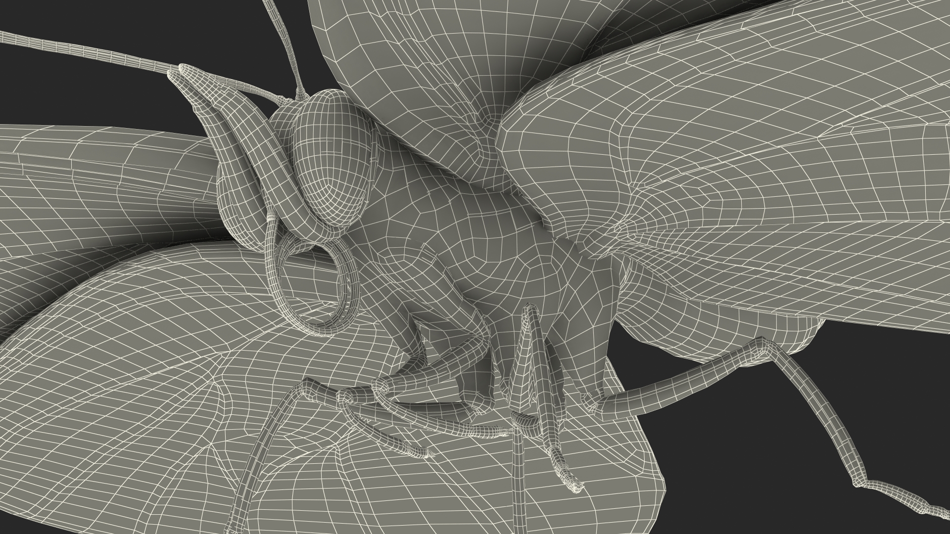 Diaethria Clymena Butterfly 3D