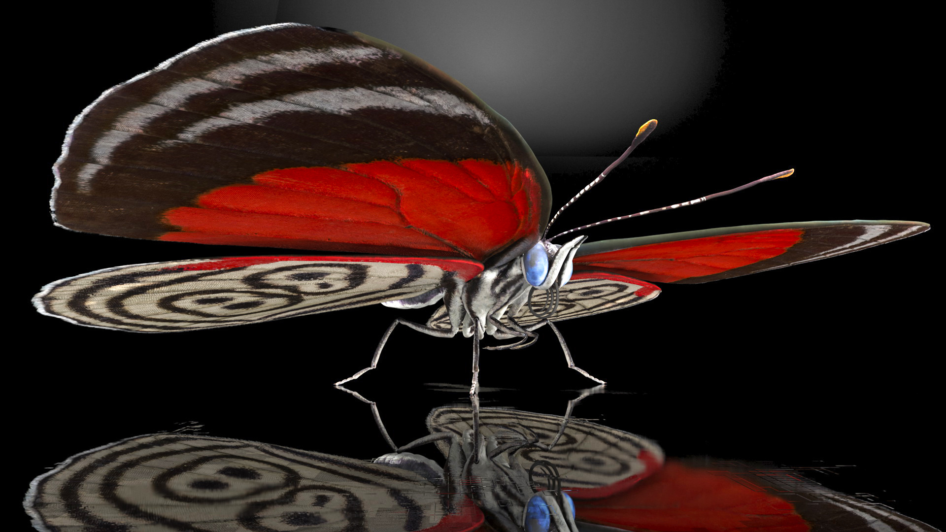 Diaethria Clymena Butterfly 3D