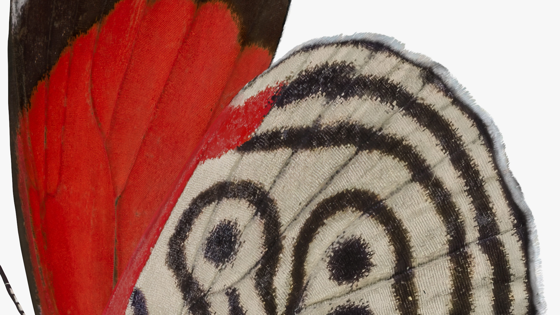 Diaethria Clymena Butterfly 3D