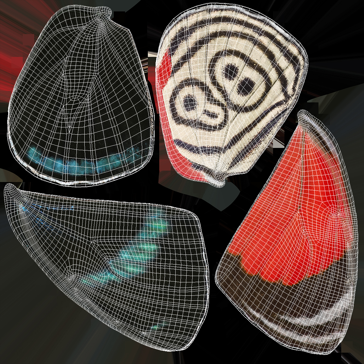 Diaethria Clymena Butterfly 3D