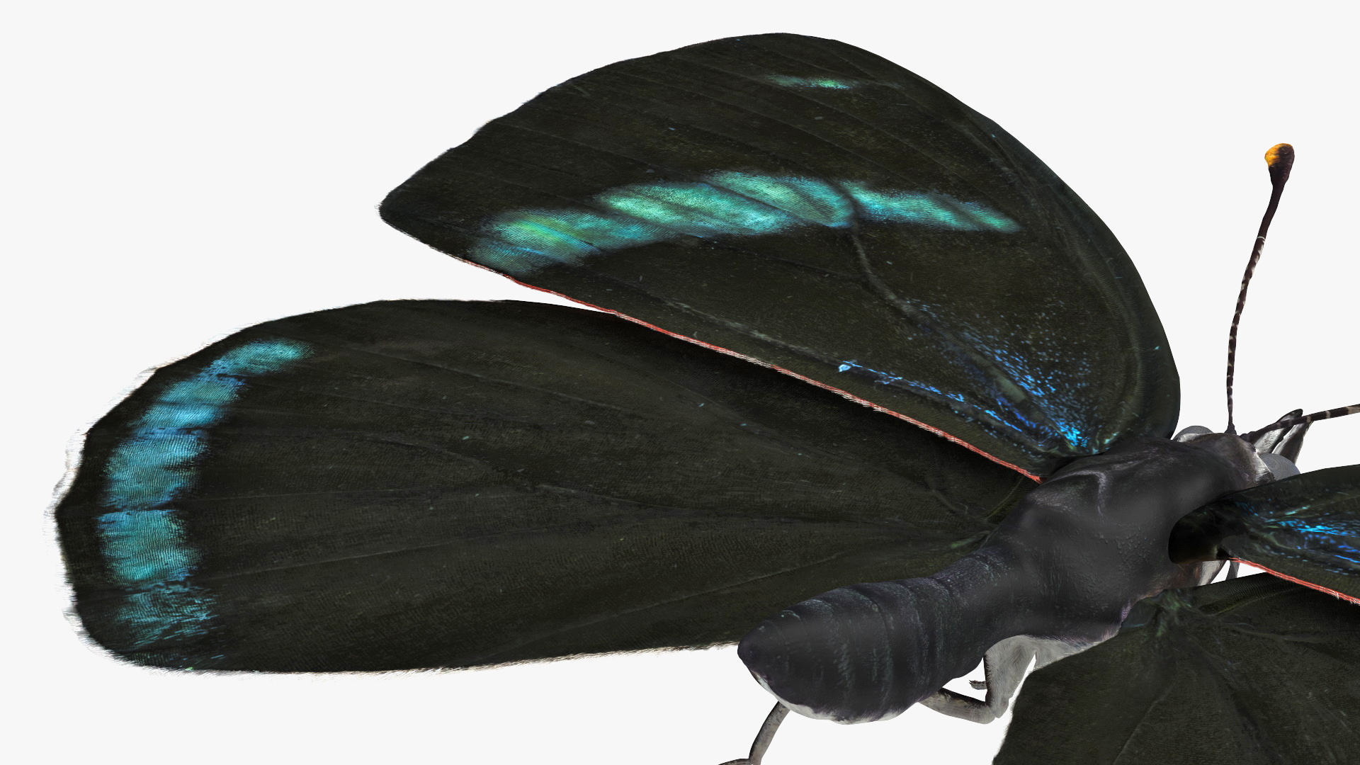 Diaethria Clymena Butterfly 3D