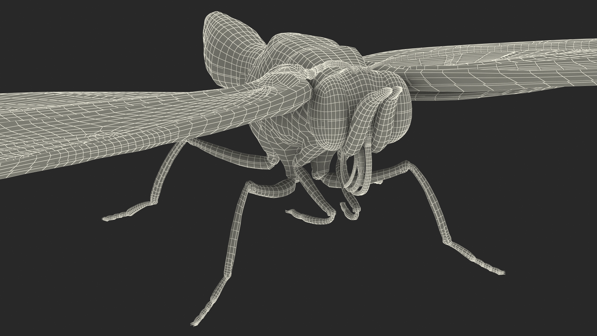 Diaethria Clymena Butterfly 3D