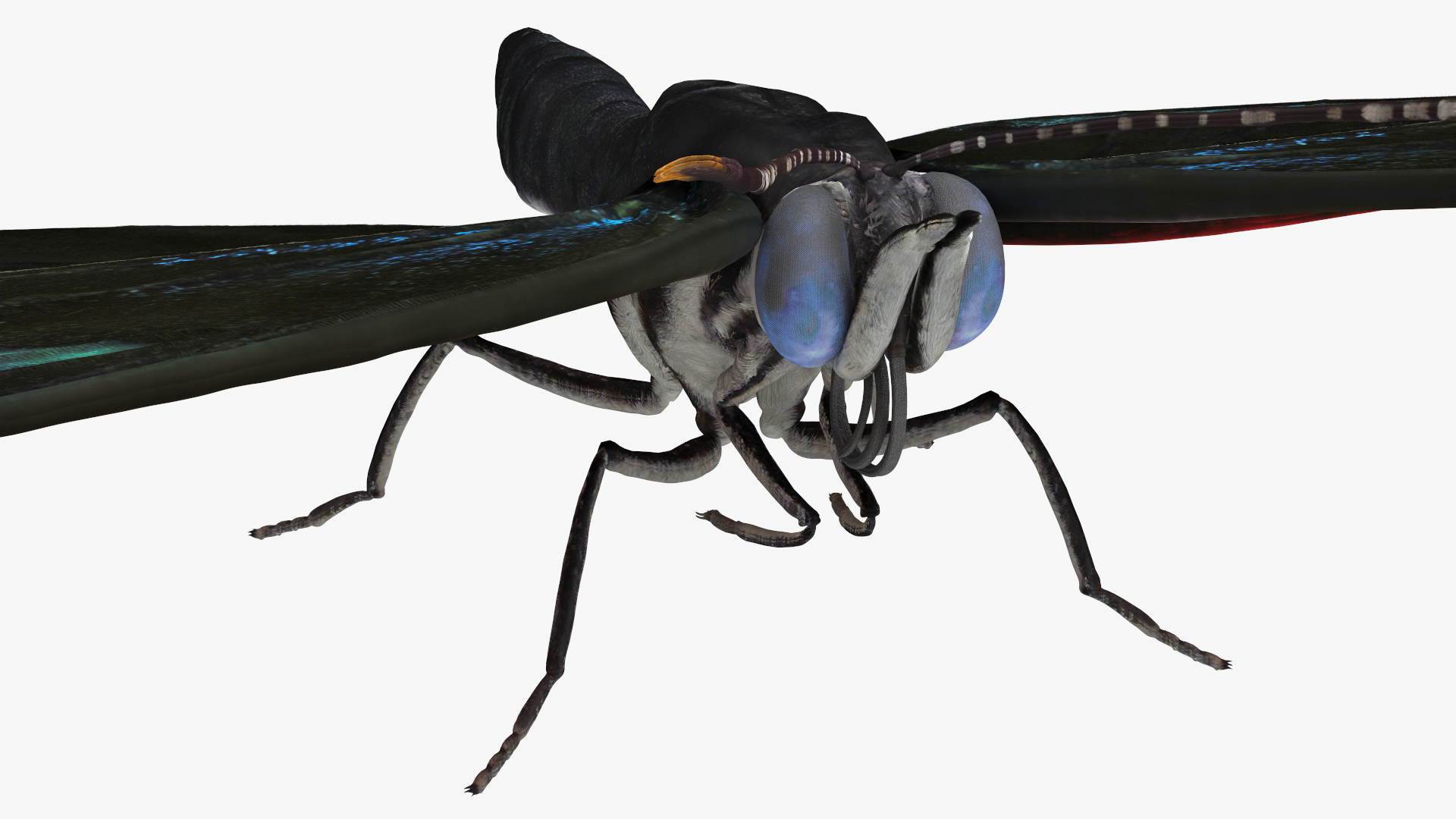 Diaethria Clymena Butterfly 3D