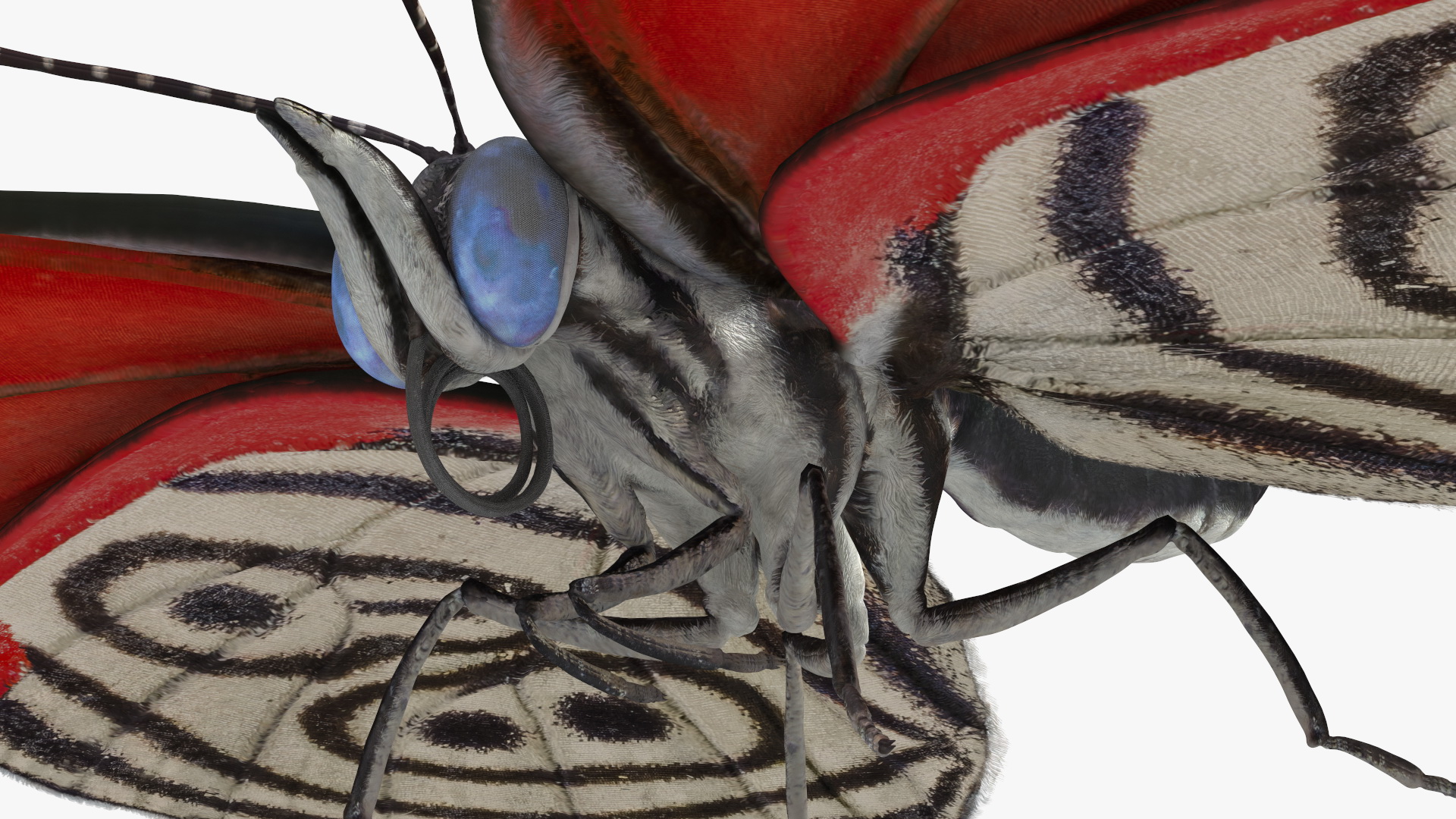 Diaethria Clymena Butterfly 3D