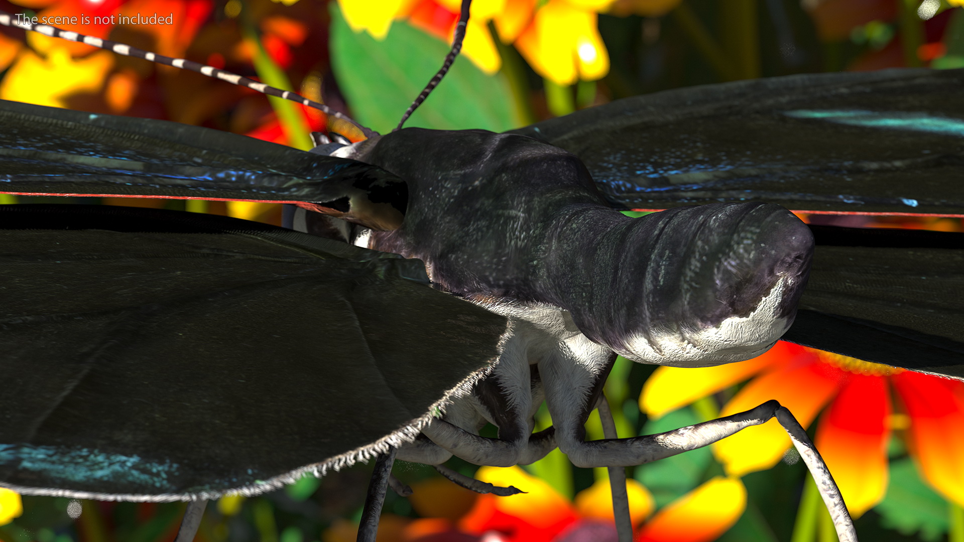 Diaethria Clymena Butterfly 3D