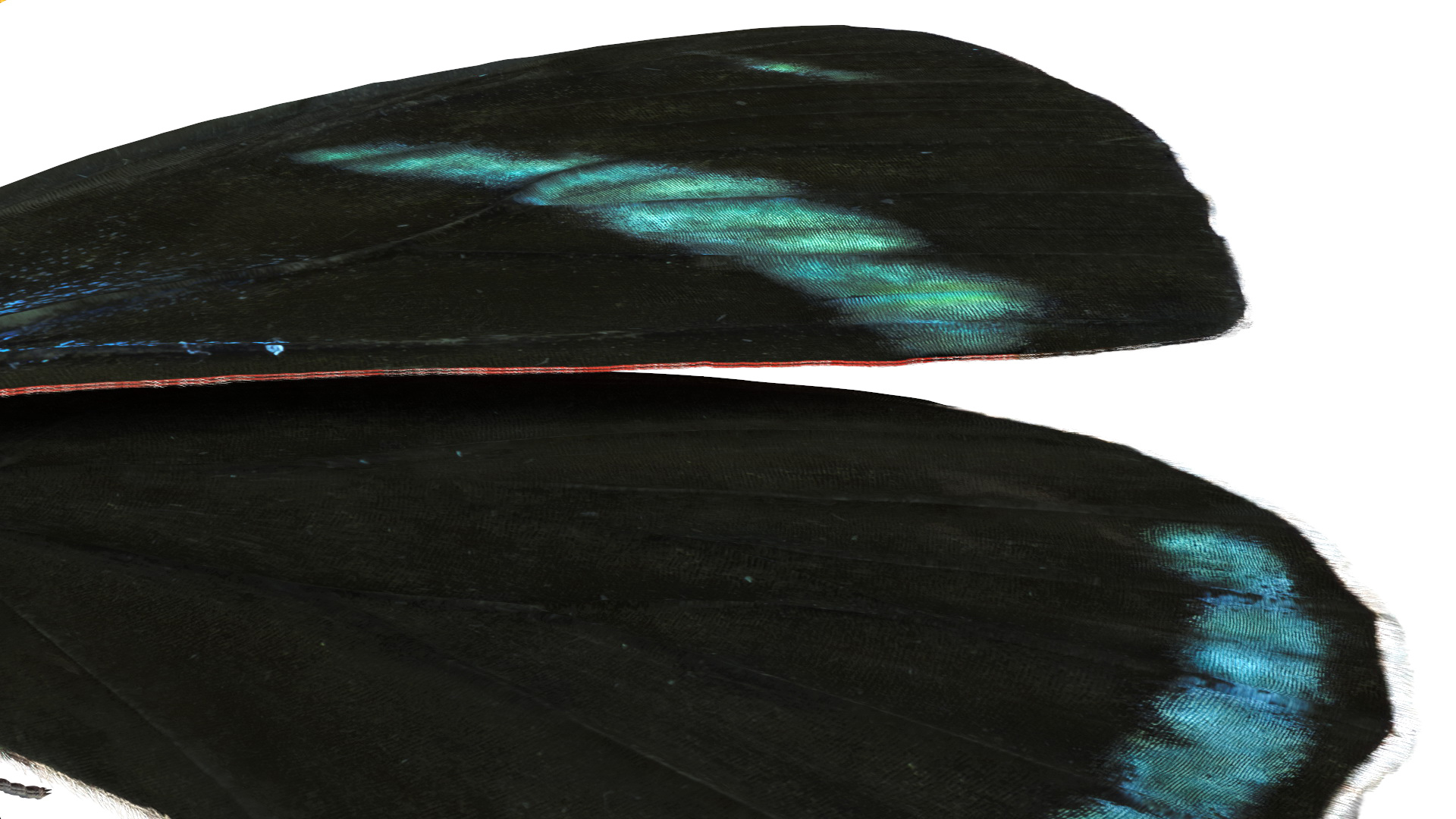 Diaethria Clymena Butterfly 3D