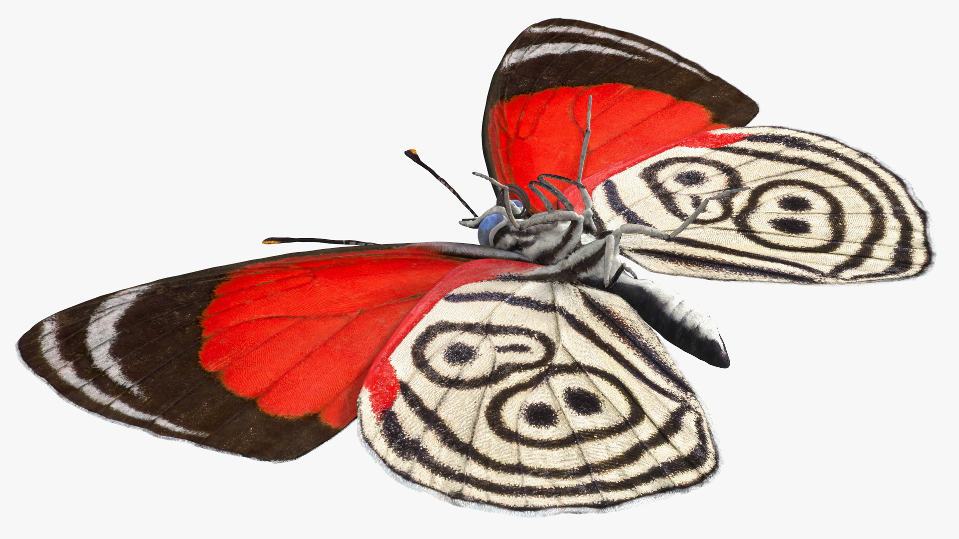 Diaethria Clymena Butterfly 3D