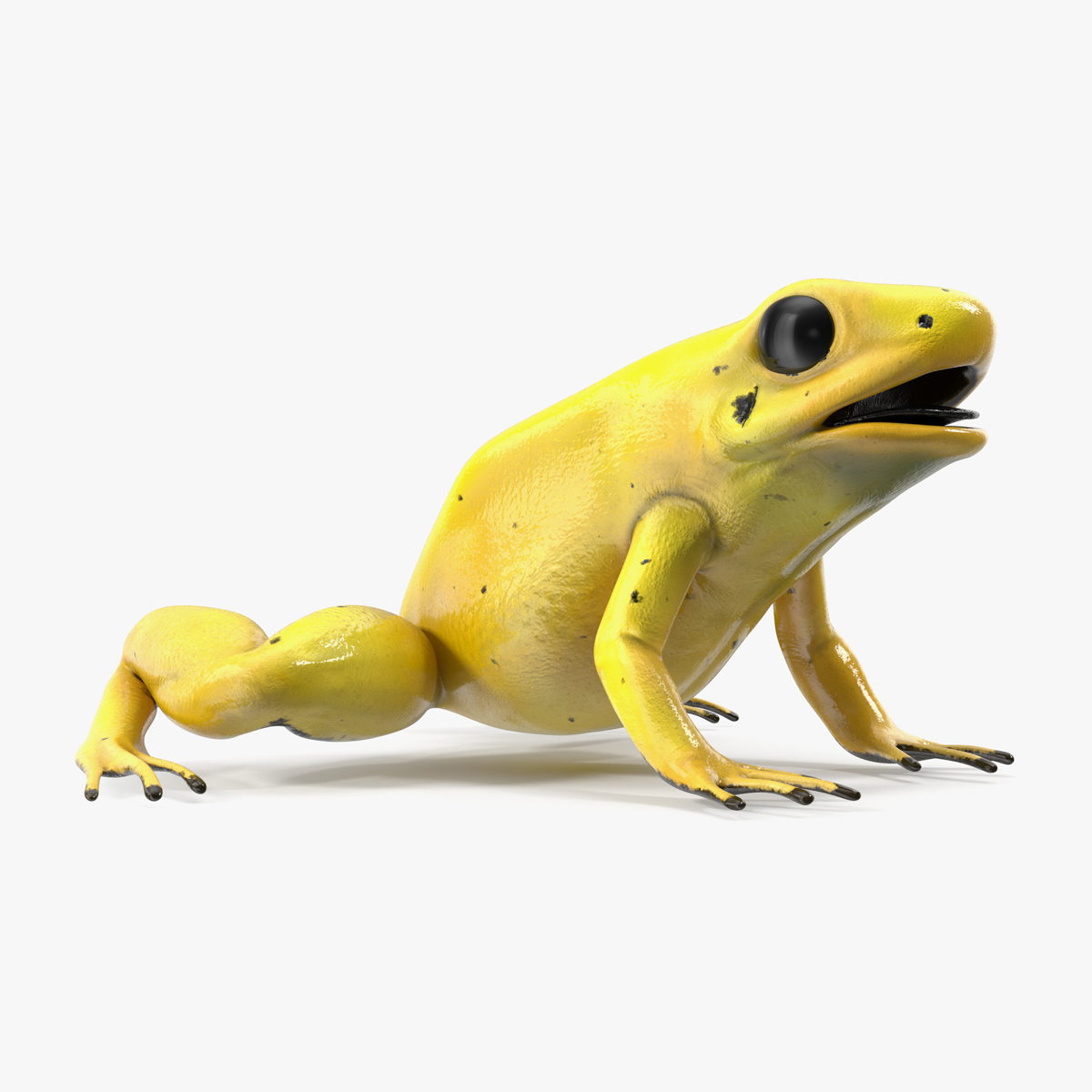Golden Dart Frog Rigged for Cinema 4D 3D