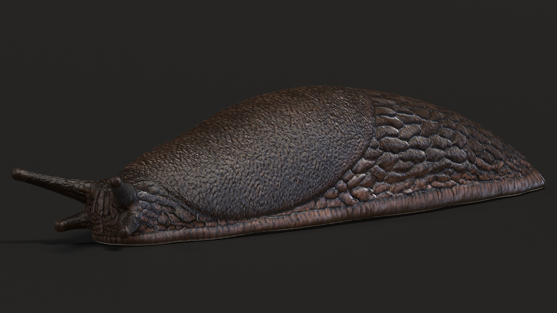 3D model Slug Arion Hortensis