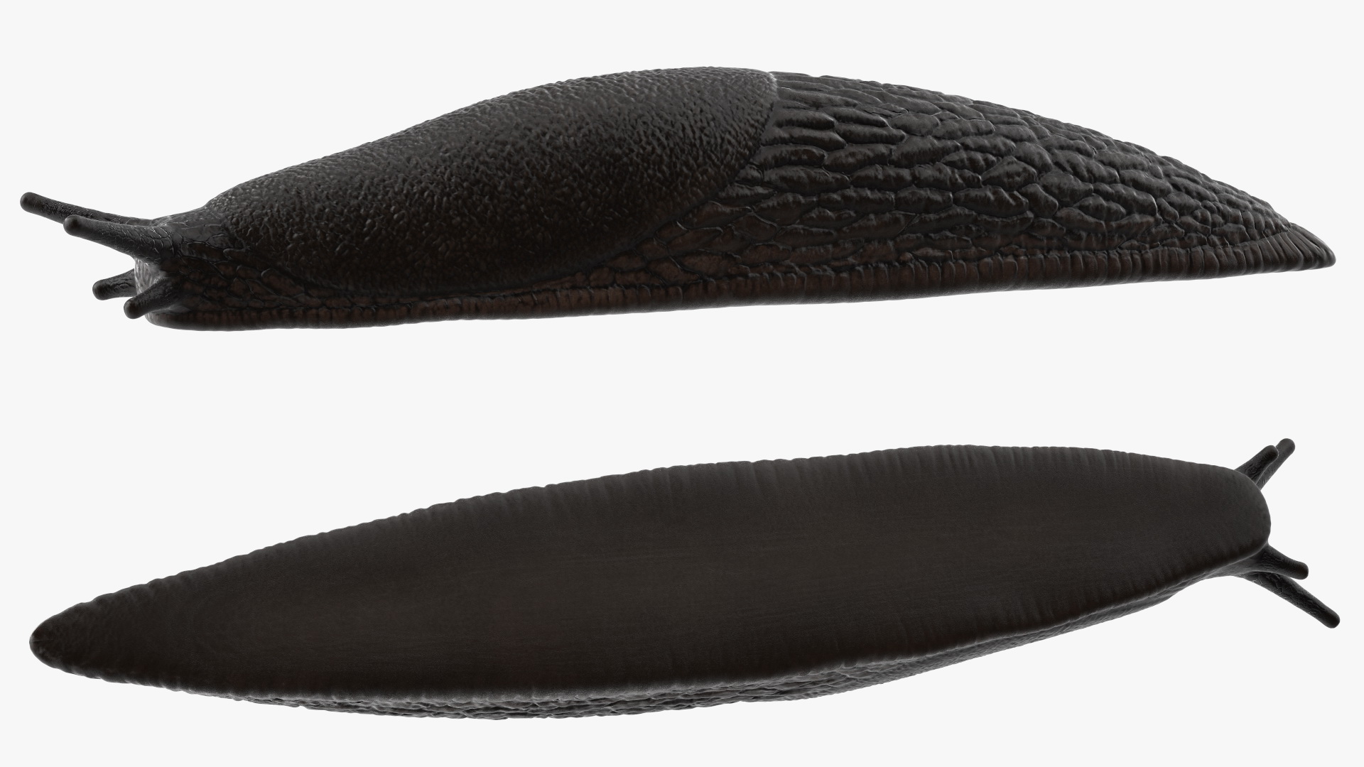 3D model Slug Arion Hortensis
