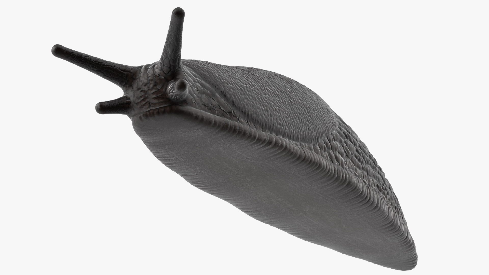 3D model Slug Arion Hortensis
