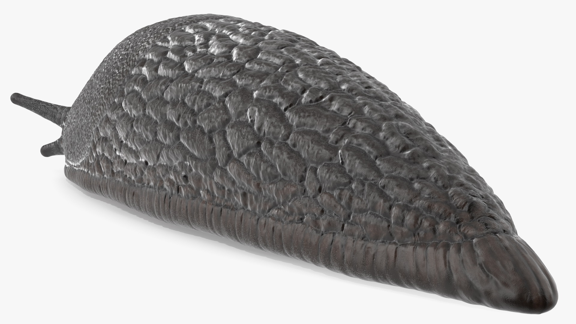 3D model Slug Arion Hortensis