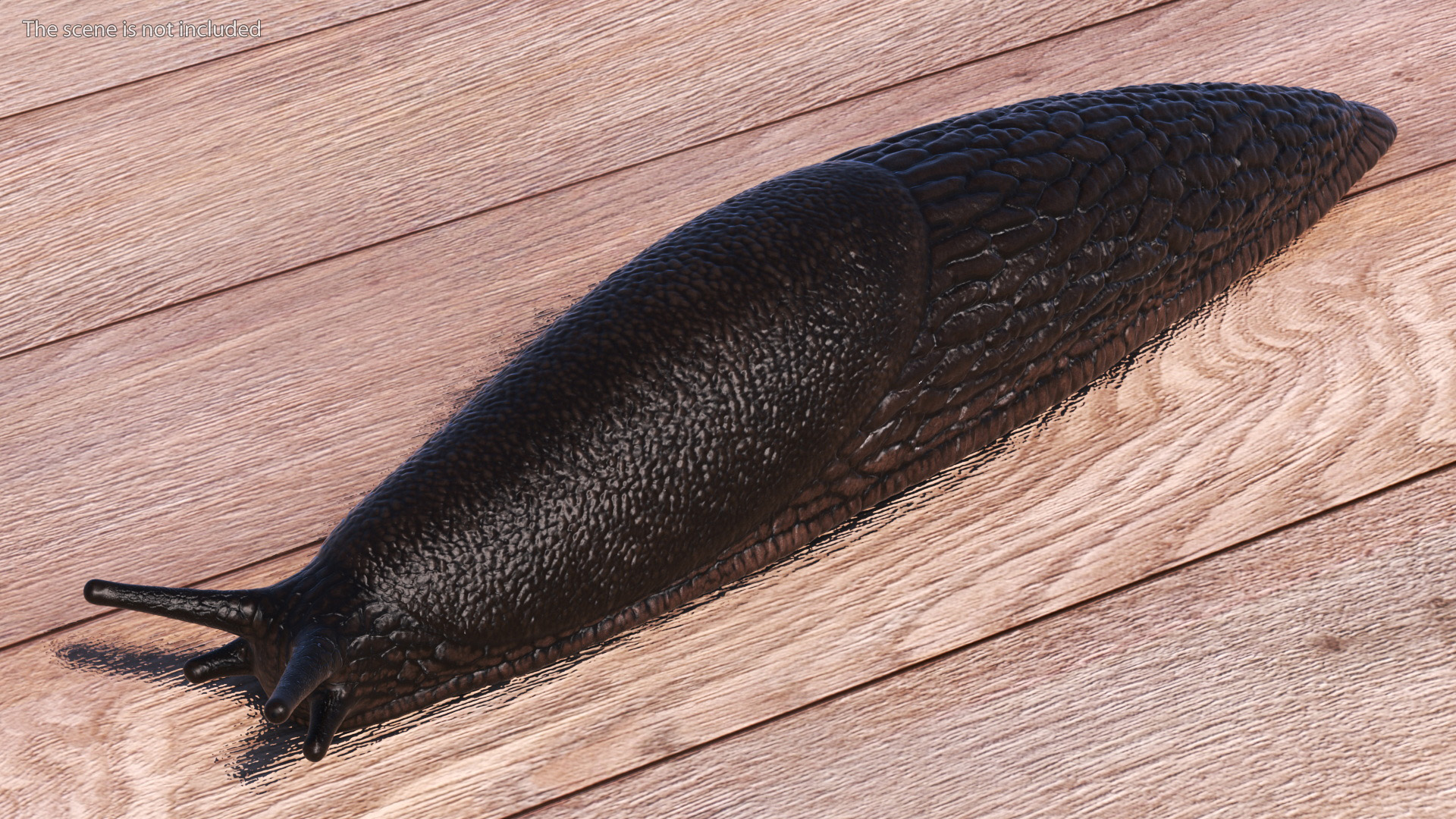 3D model Slug Arion Hortensis