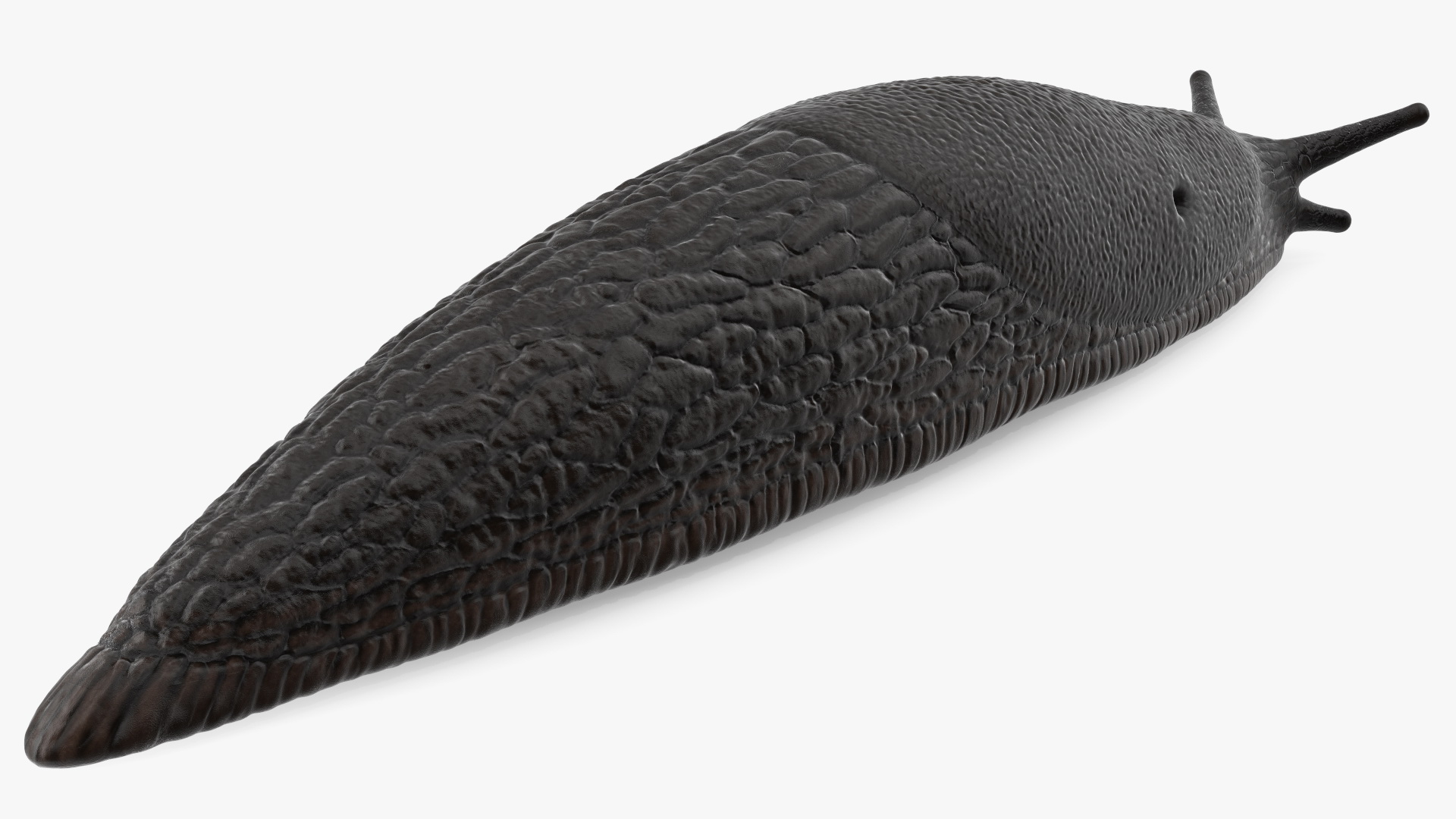 3D model Slug Arion Hortensis