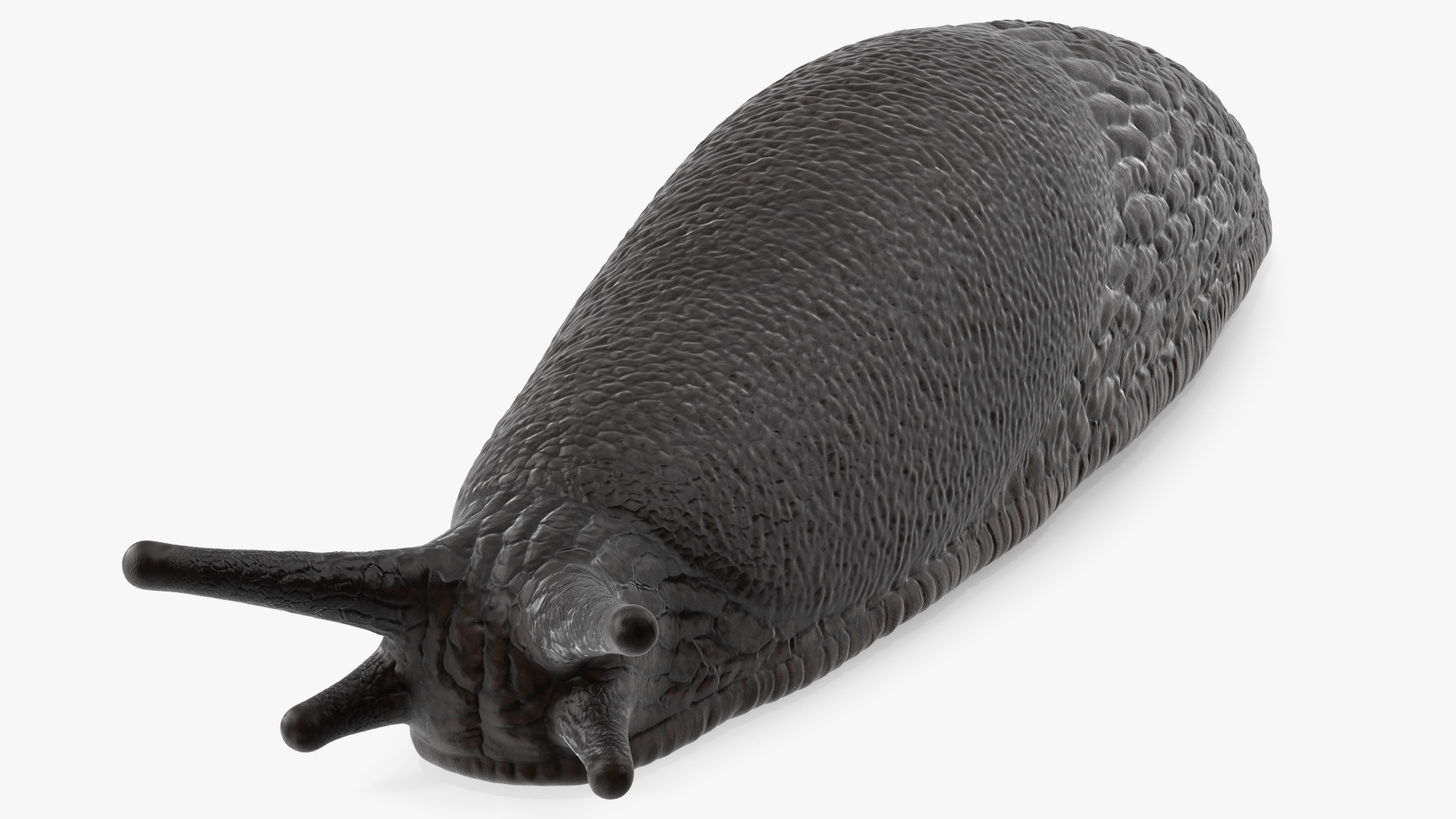 3D model Slug Arion Hortensis