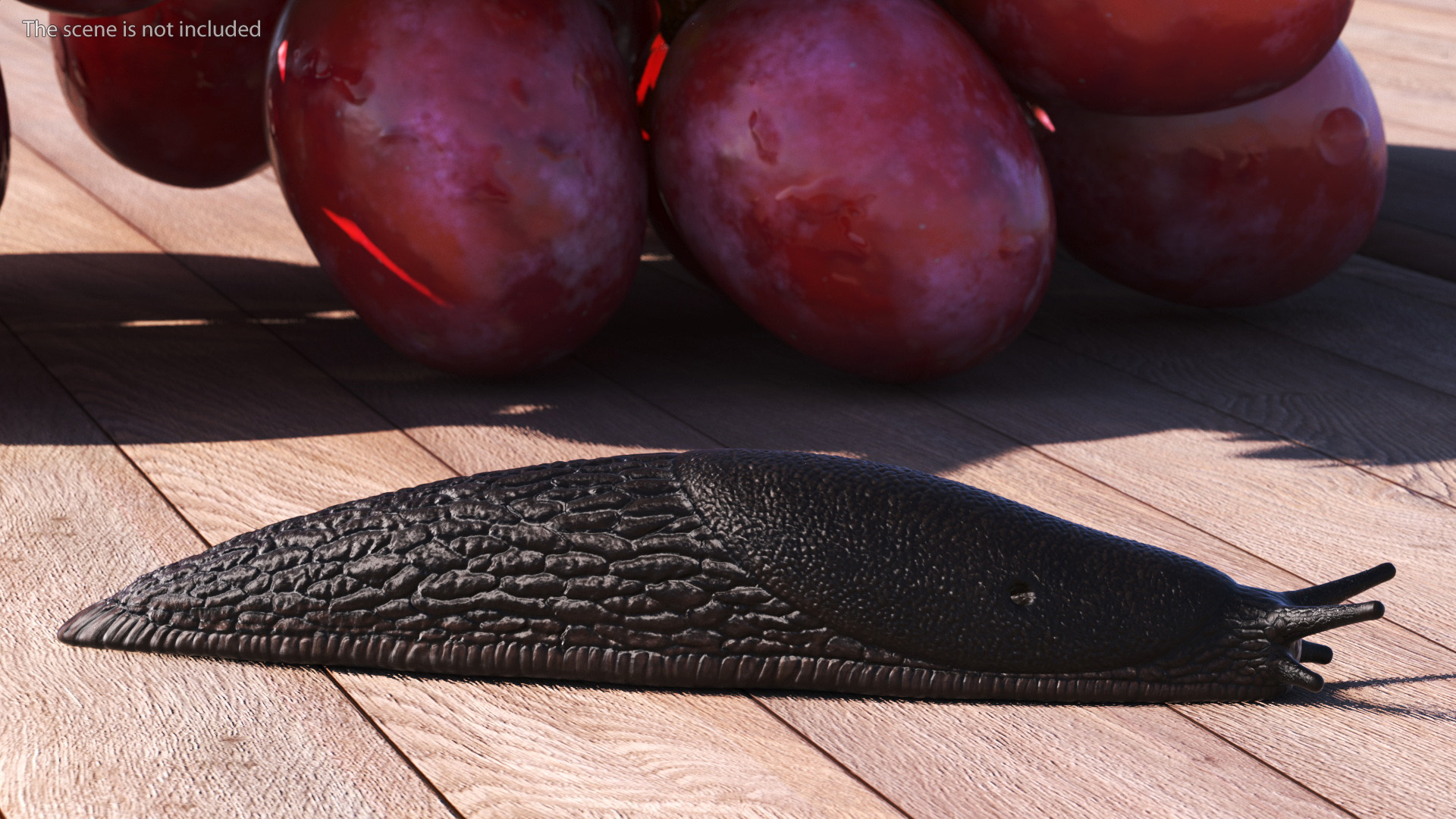 3D model Slug Arion Hortensis