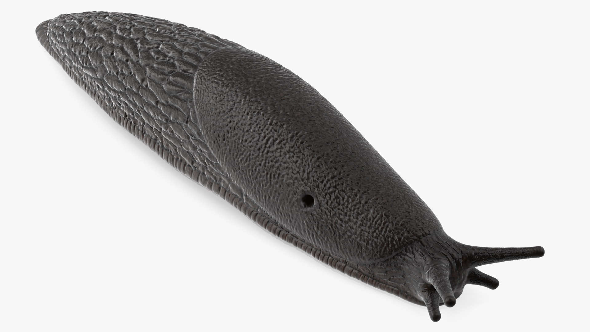3D model Slug Arion Hortensis