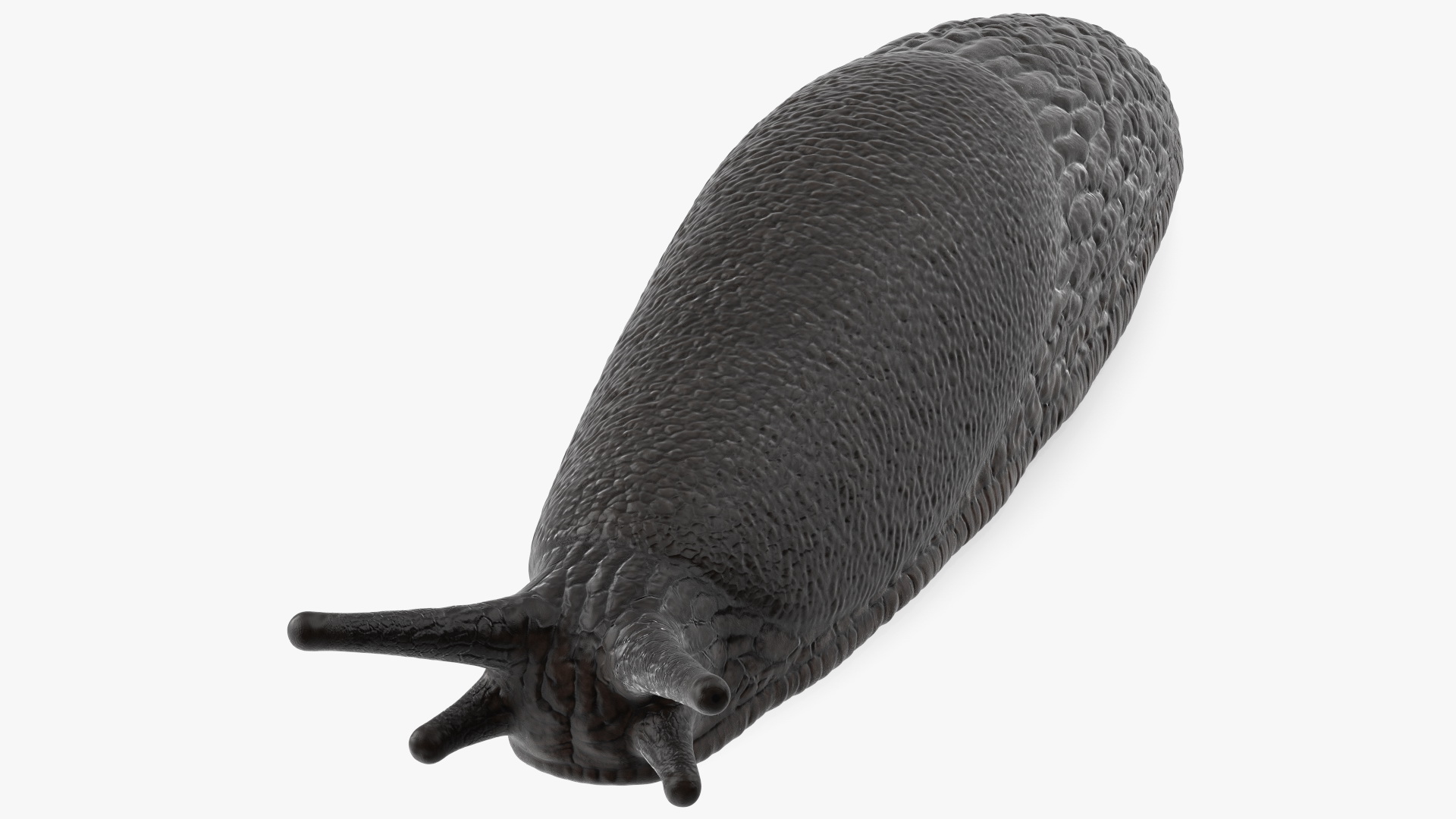 3D model Slug Arion Hortensis