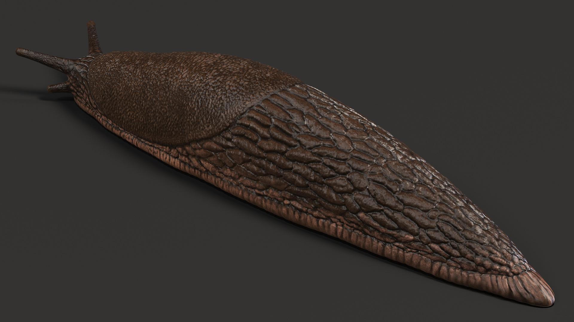 3D model Slug Arion Hortensis