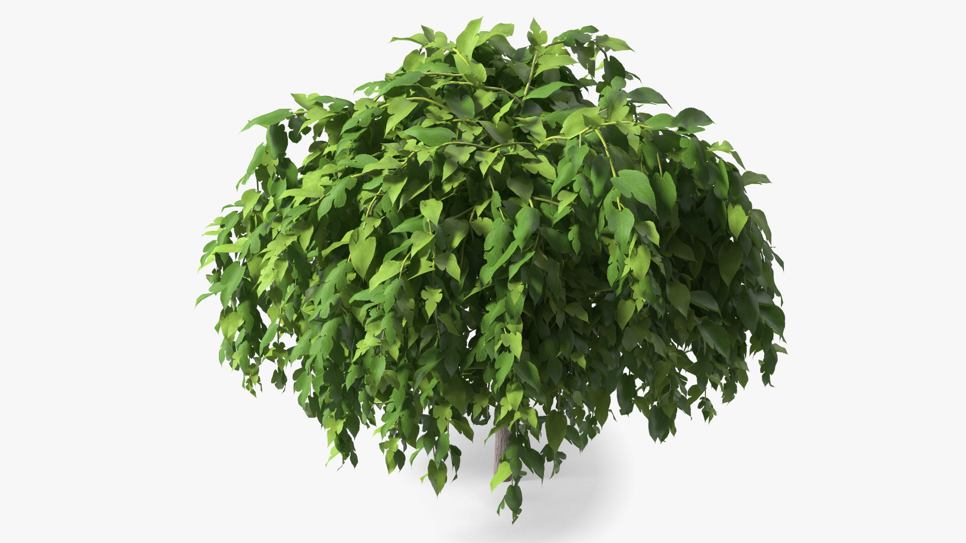 3D model Morus Tree