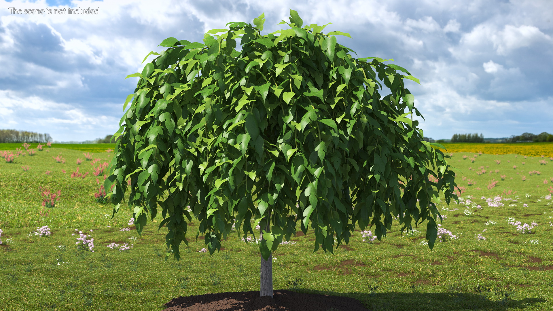 3D model Morus Tree