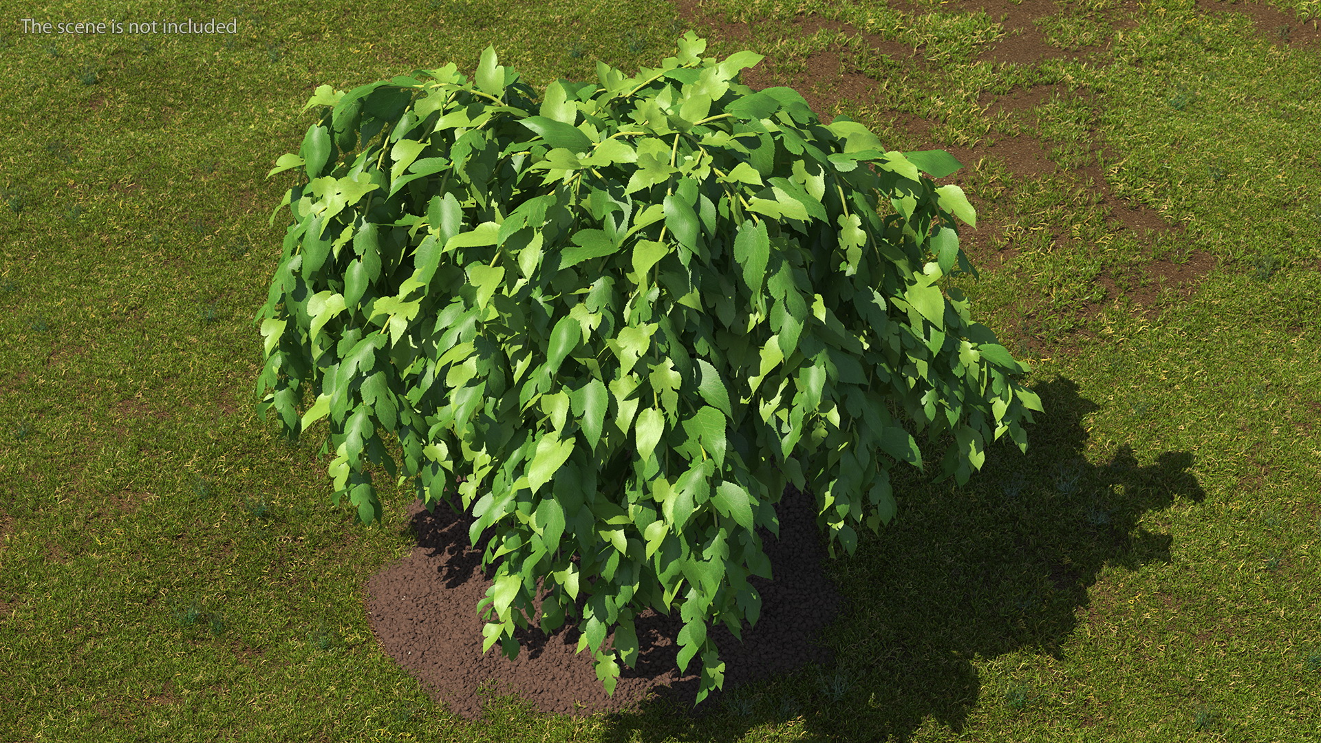 3D model Morus Tree