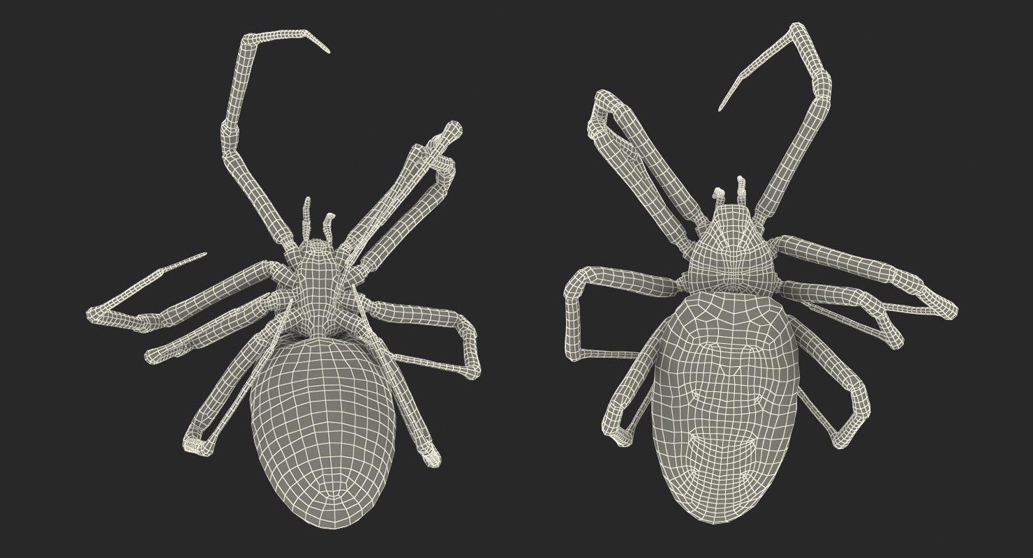 3D Corn Spider