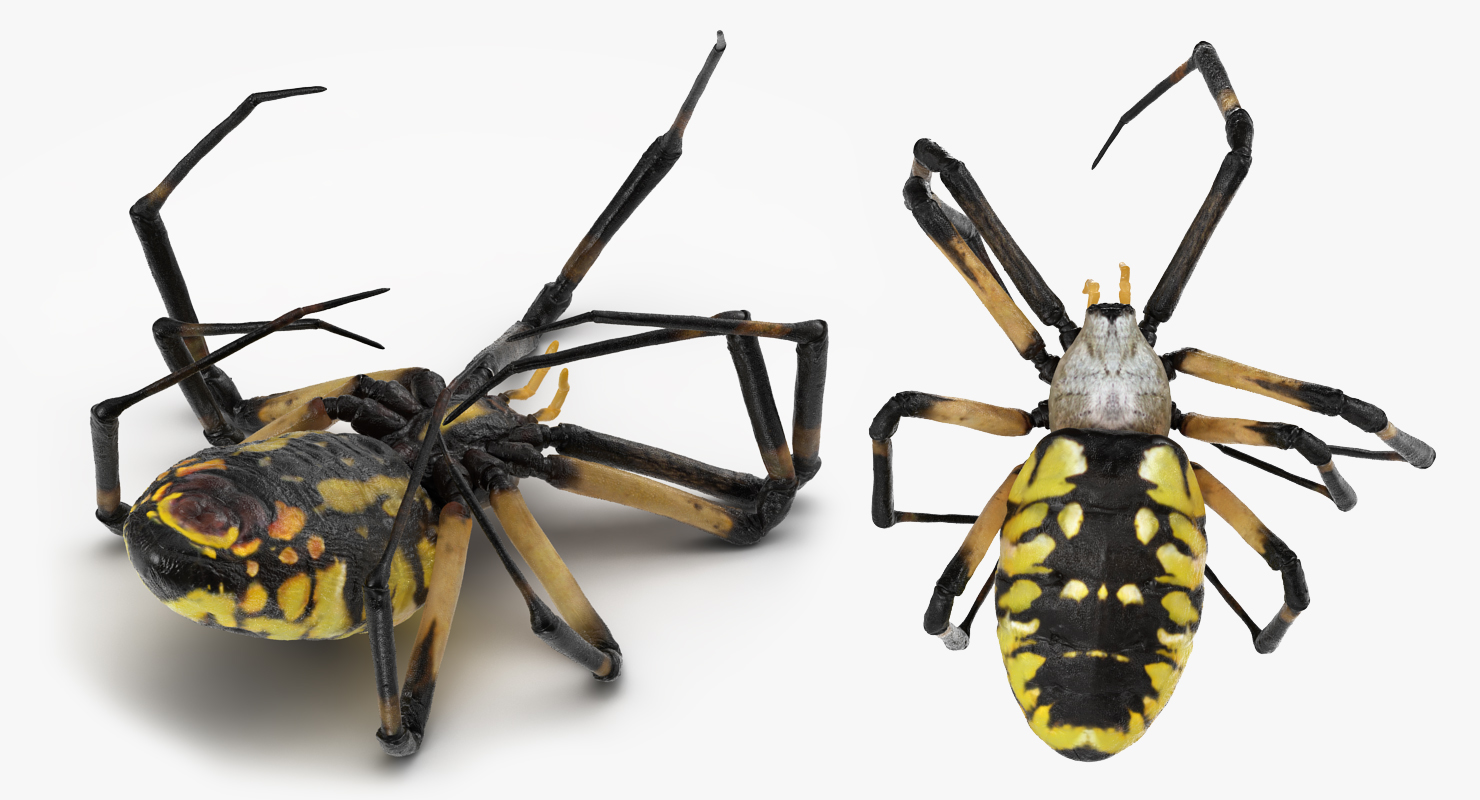 3D Corn Spider