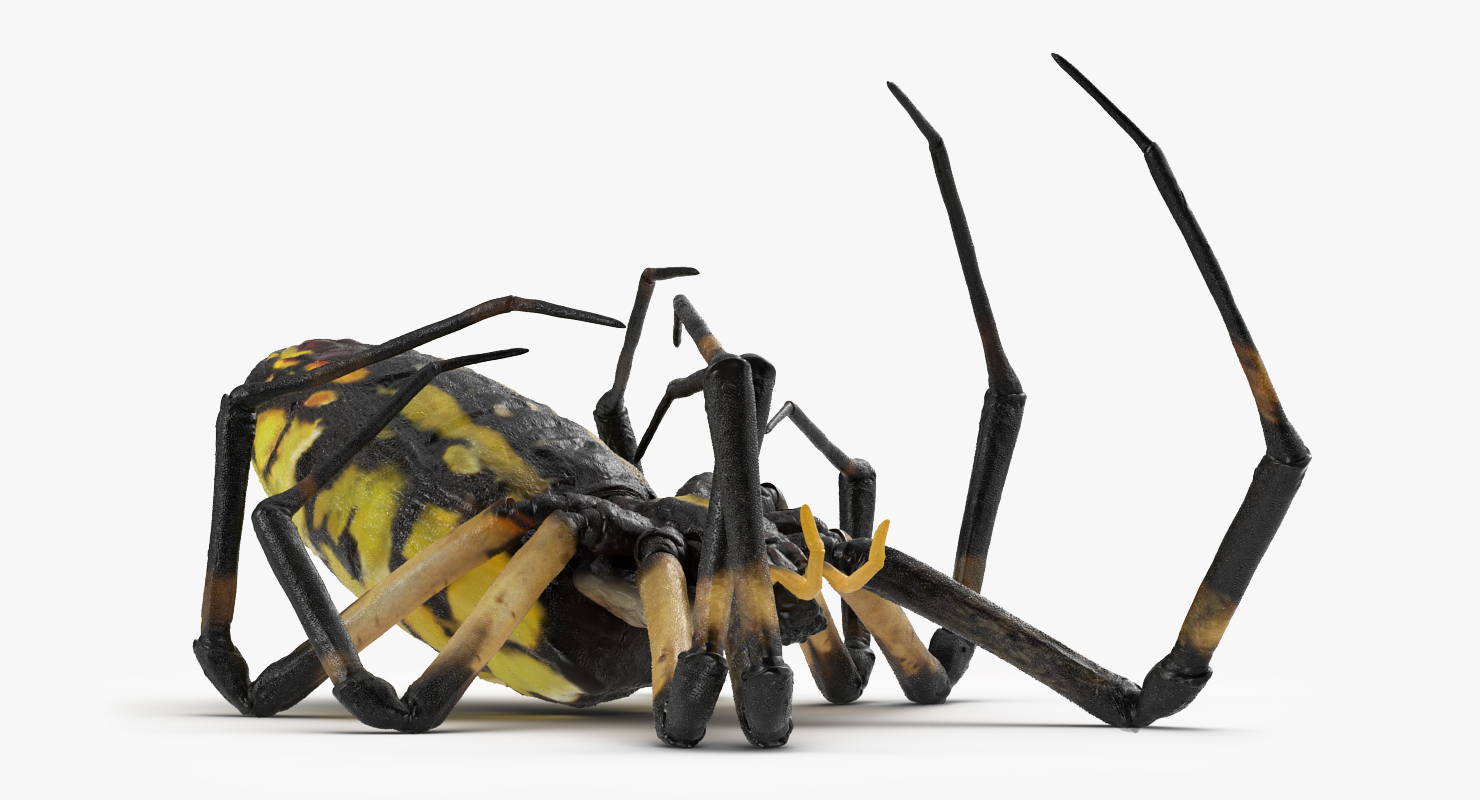 3D Corn Spider