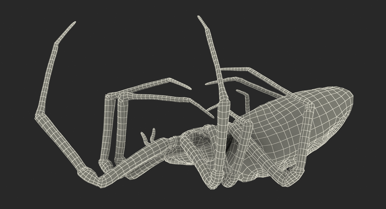 3D Corn Spider
