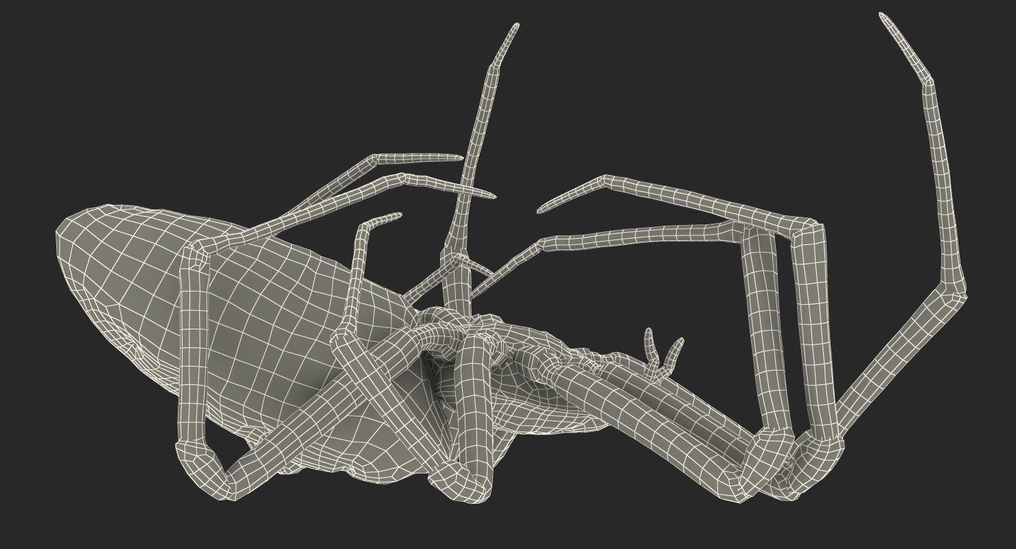3D Corn Spider
